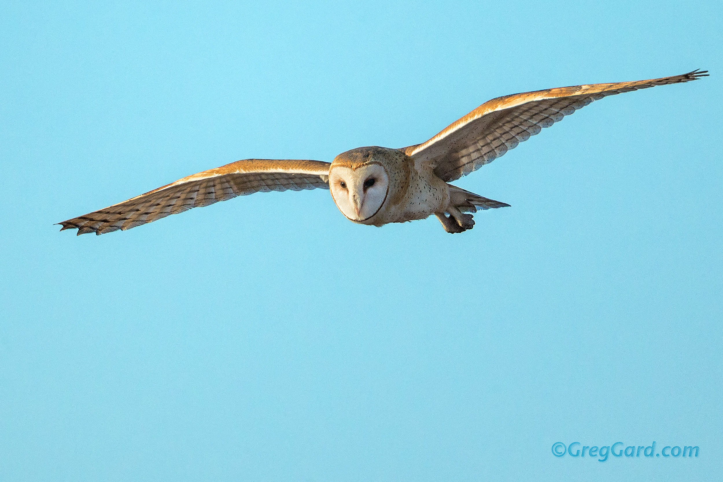 Barn Owl in-flight