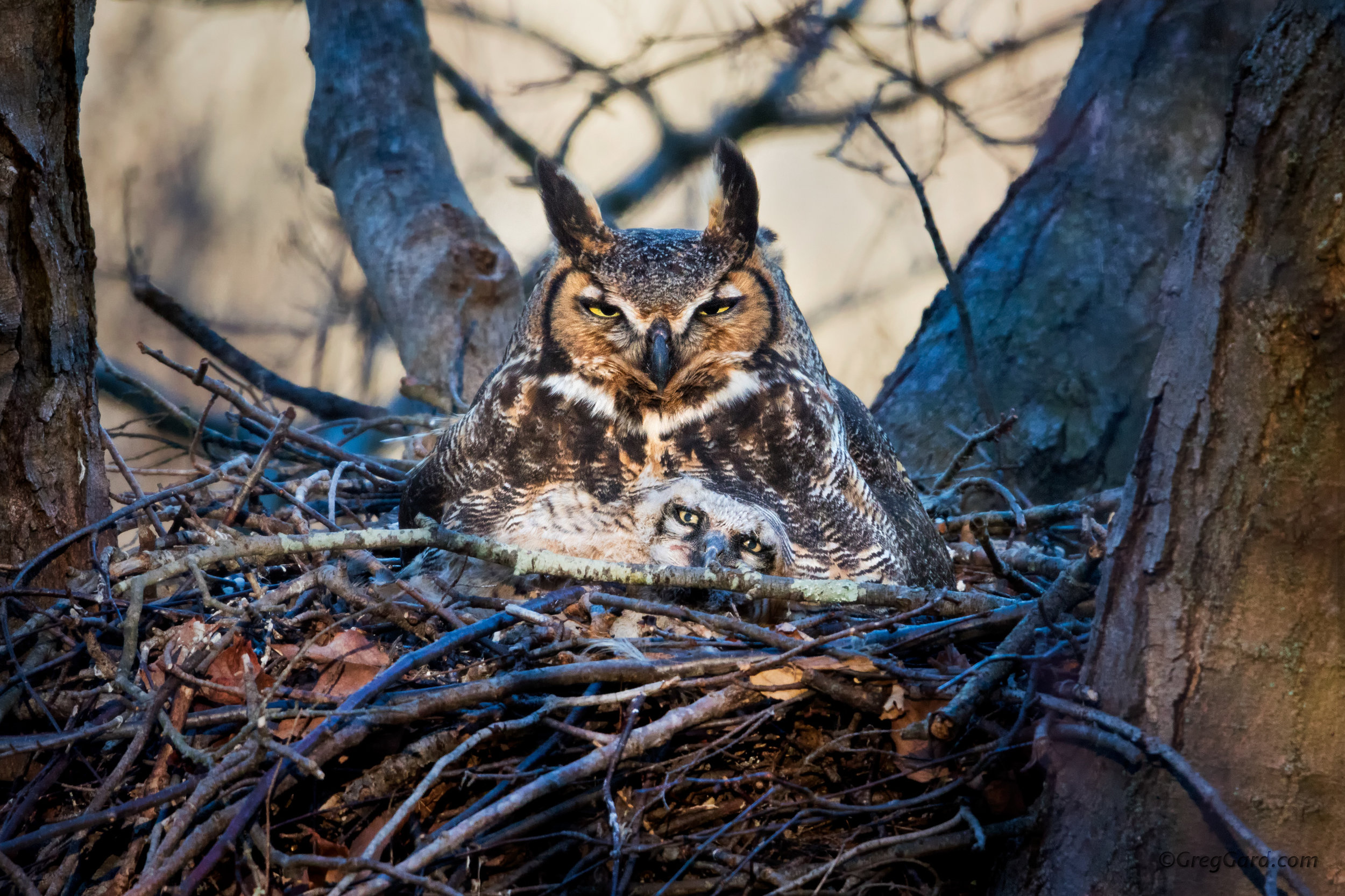 Great Horned Owl in the nest