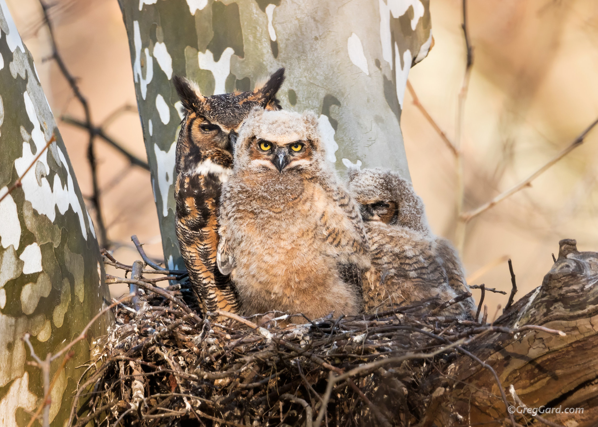 Great Horned Owl nest