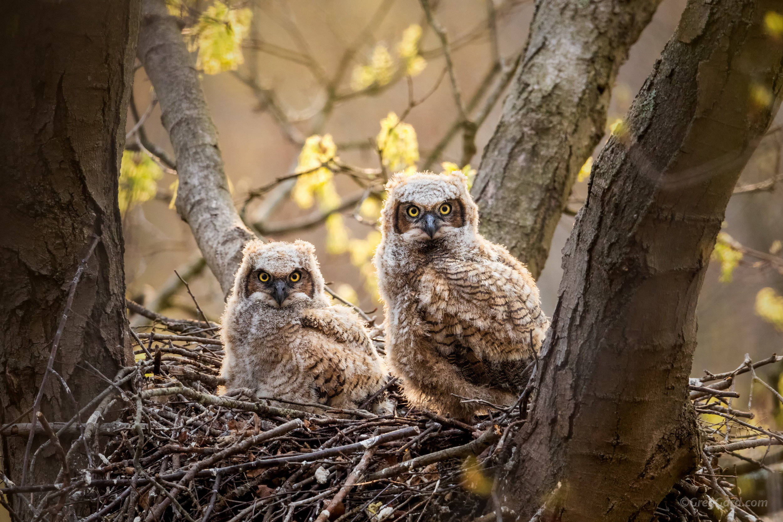 Great Horned Owlets in the nest