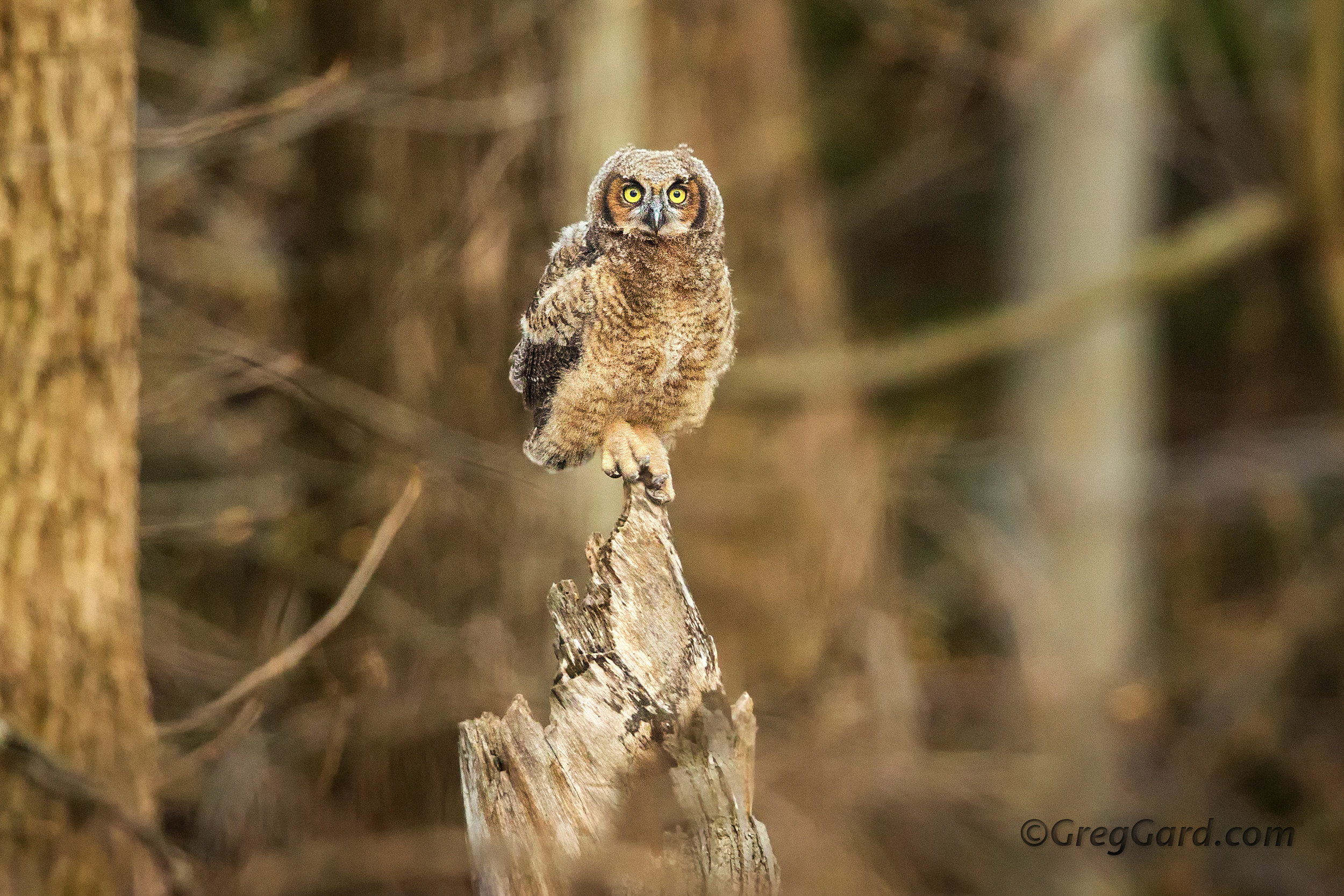 Great Horned Owlet