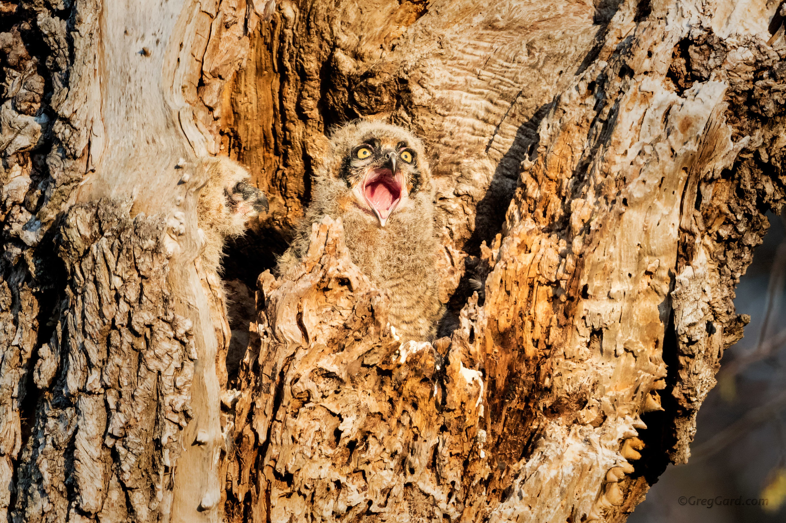 Great Horned Owlet yawning