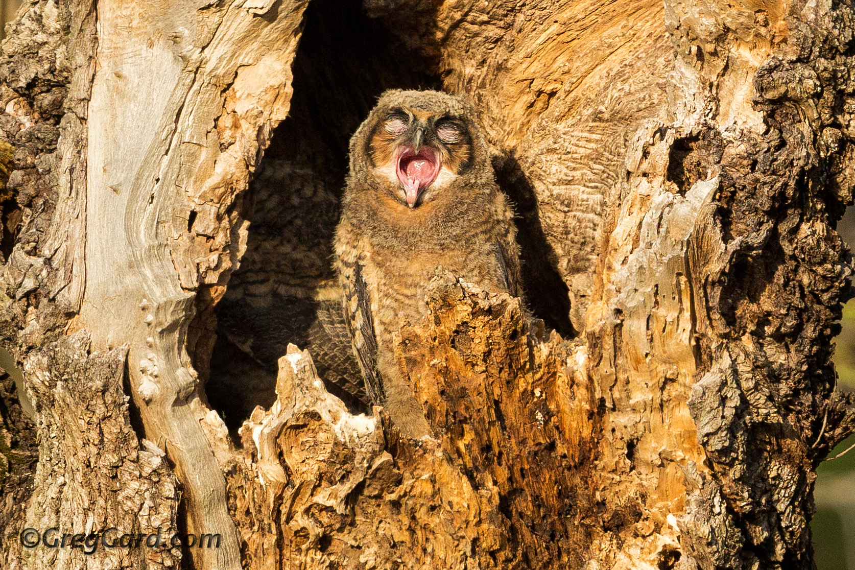 Great Horned Owlet yawning