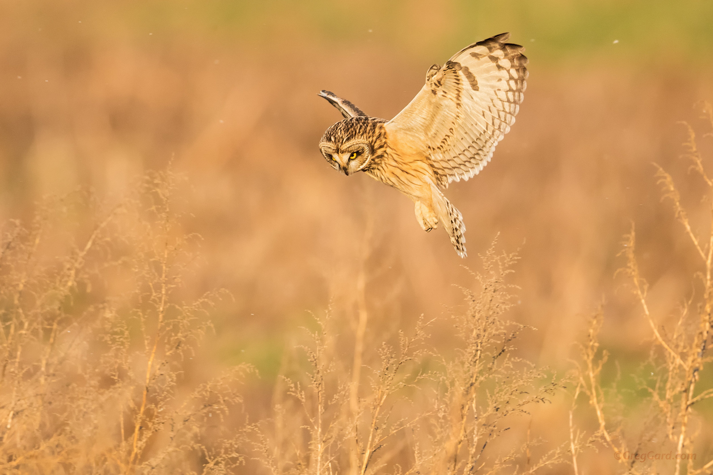 Short-eared Owl