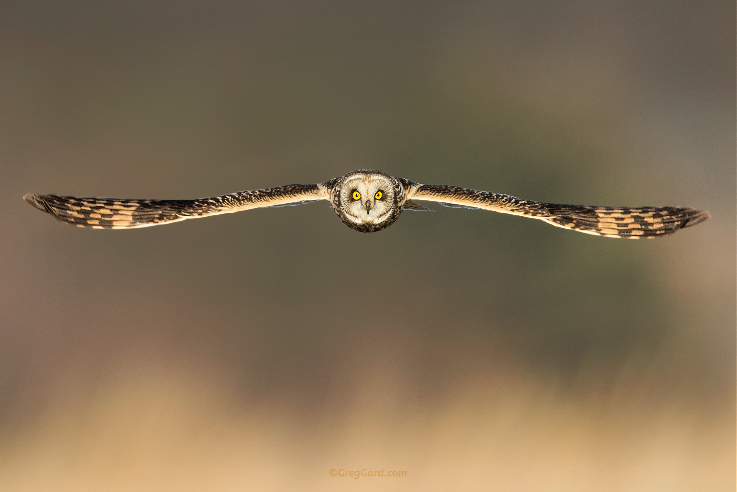 Short-eared Owl