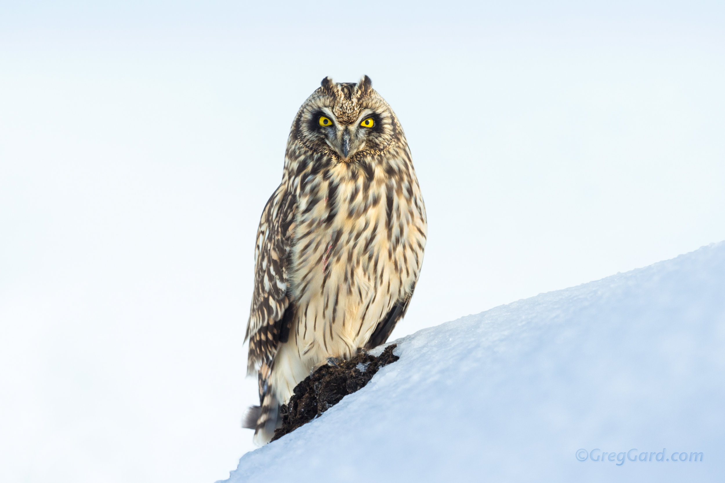 Short-eared Owl