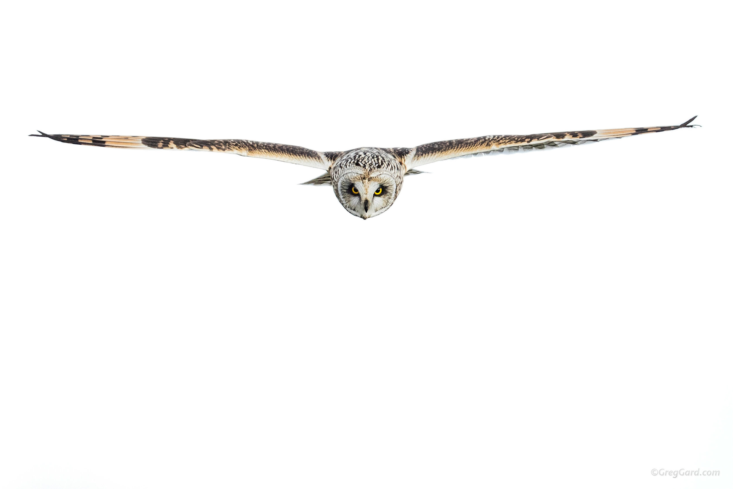 Short-eared Owl on a hunt