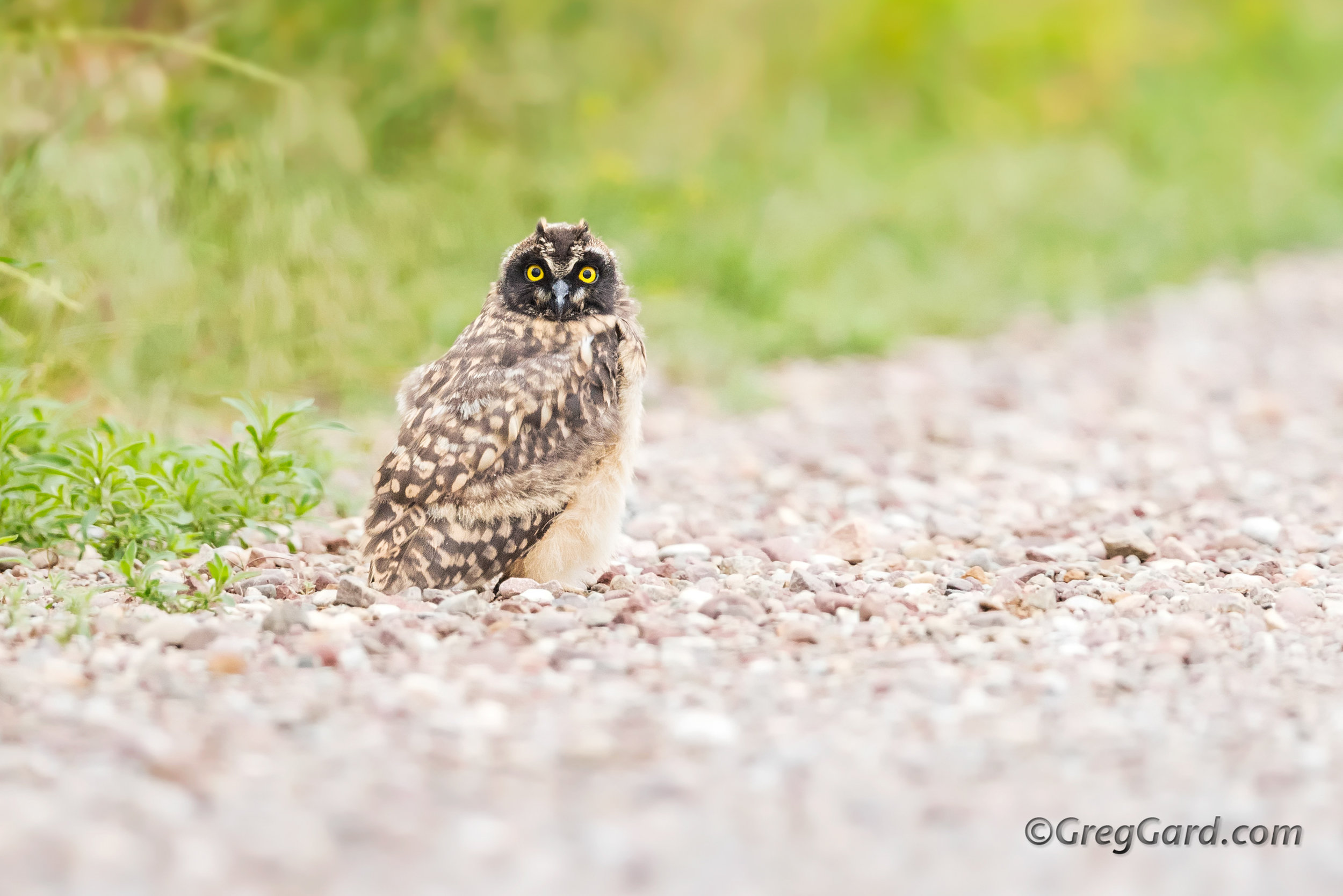 Juvenile Short-eared Owl