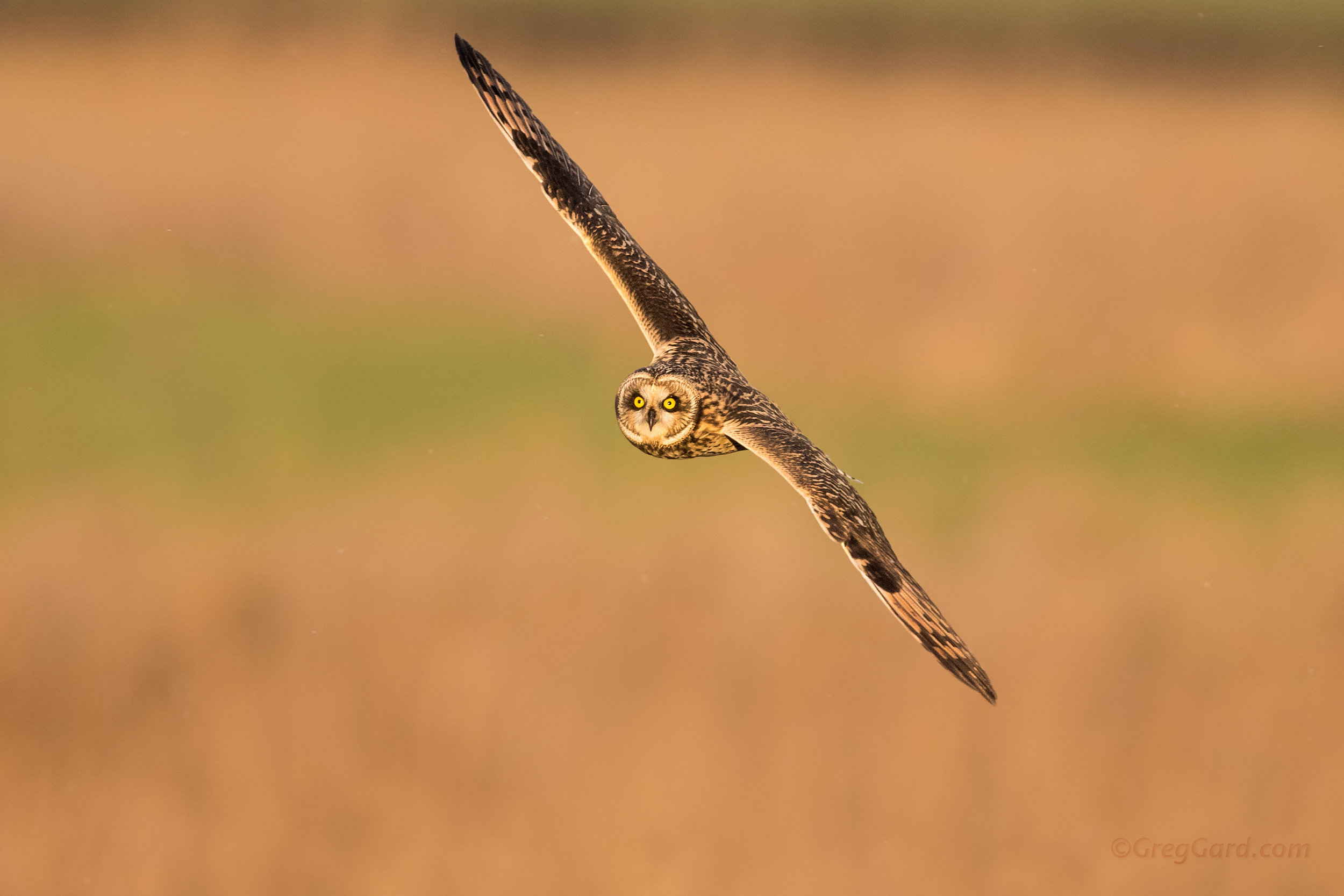 Short-eared Owl