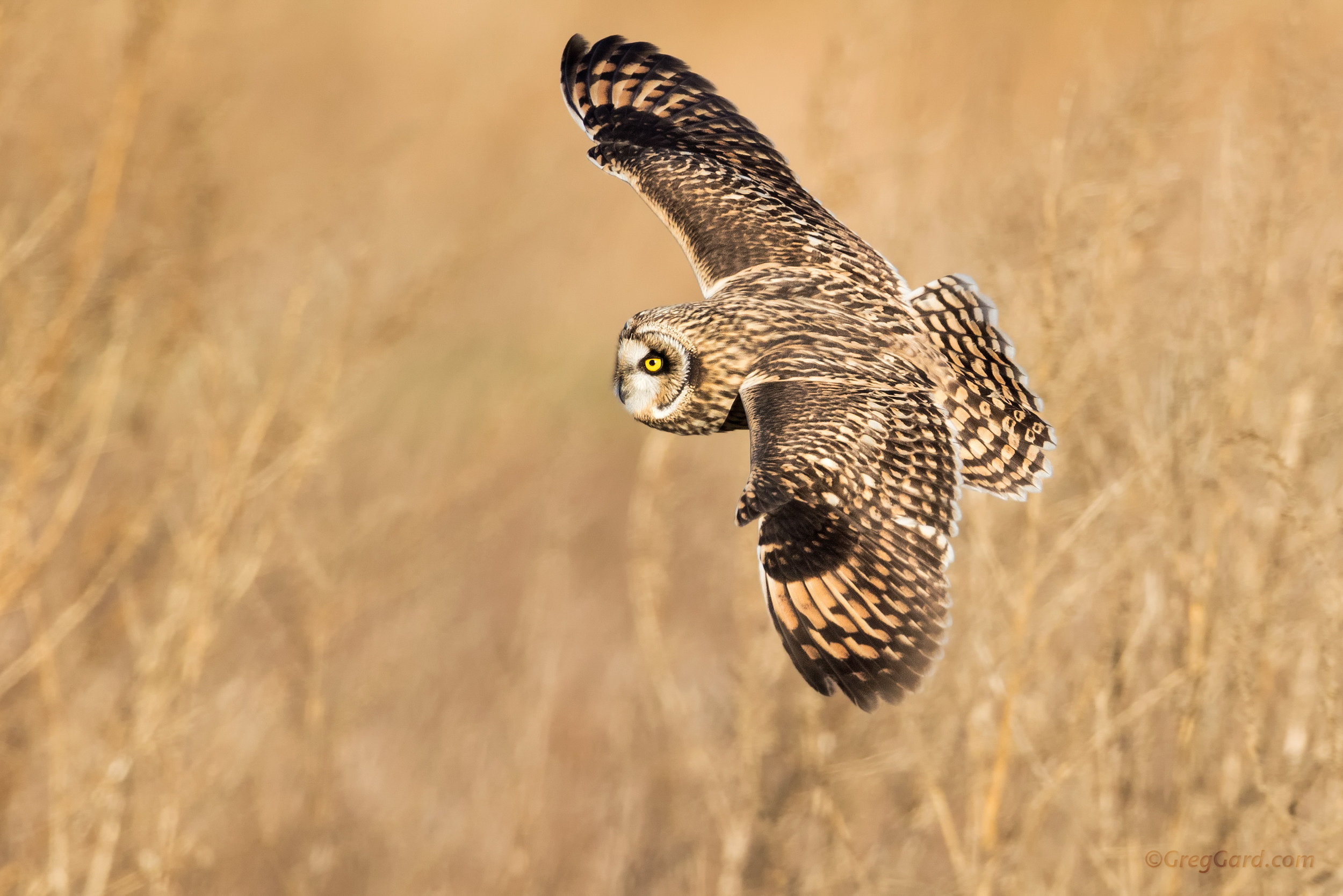 Short-eared Owl