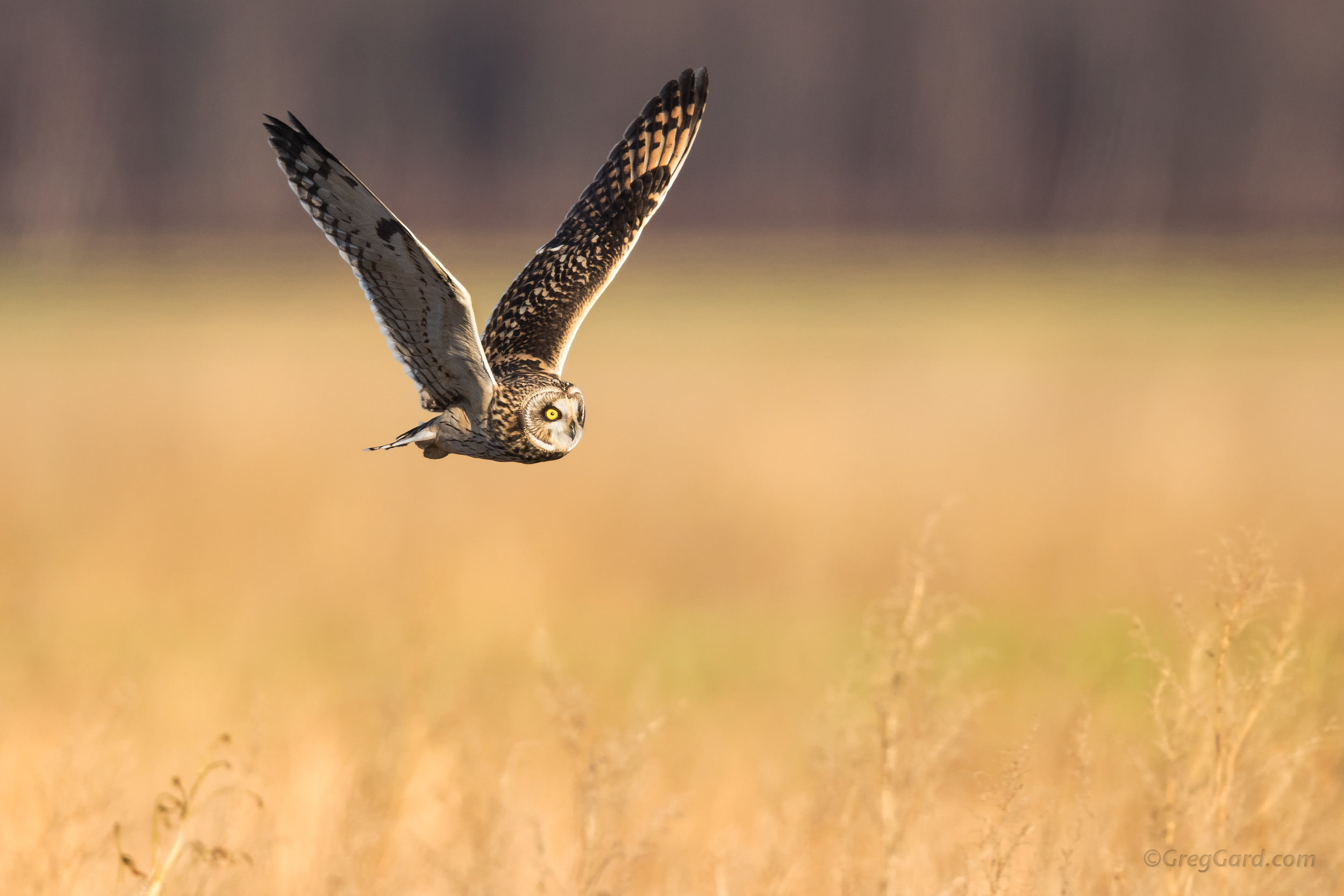 Short-eared Owl