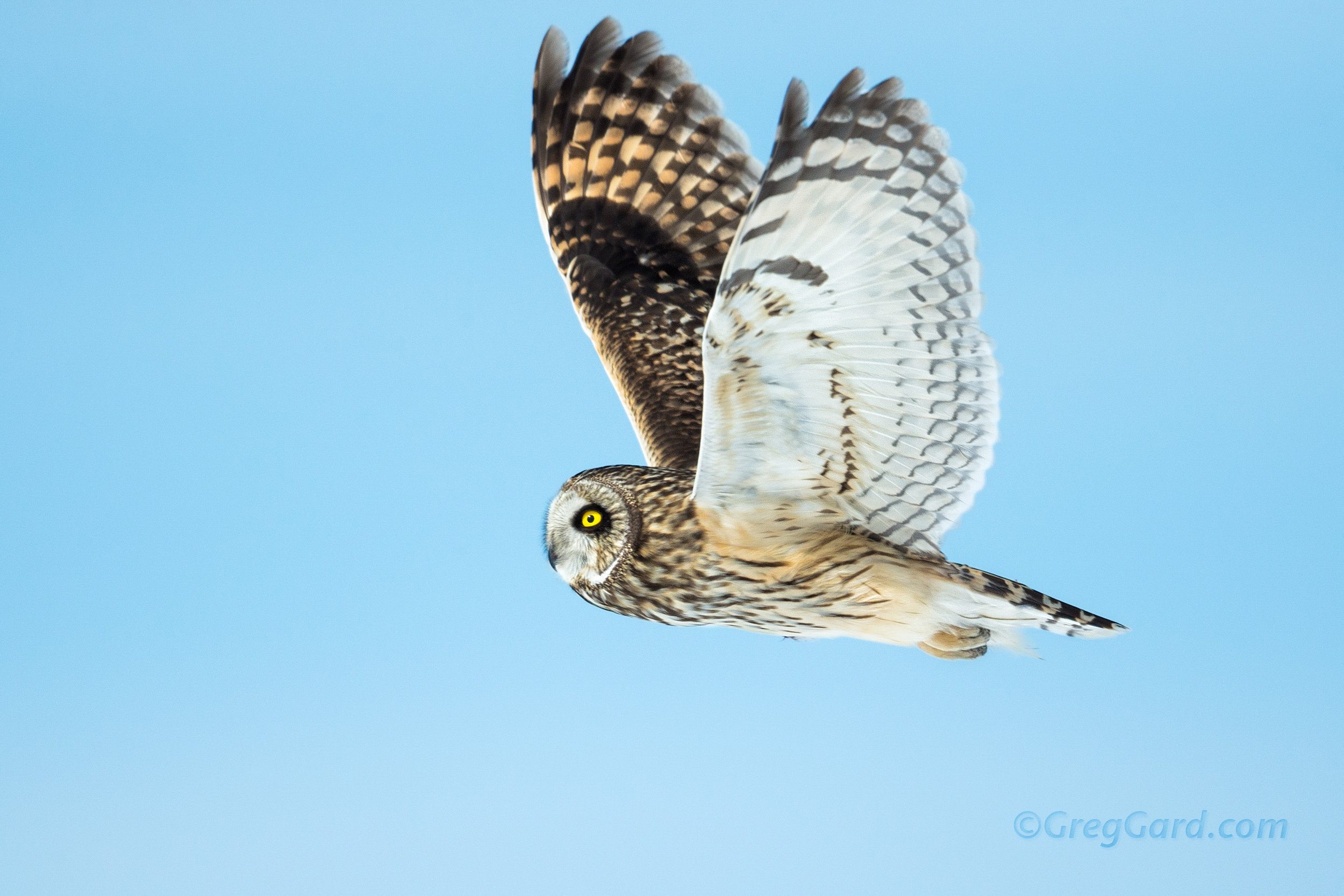 Short-eared Owl