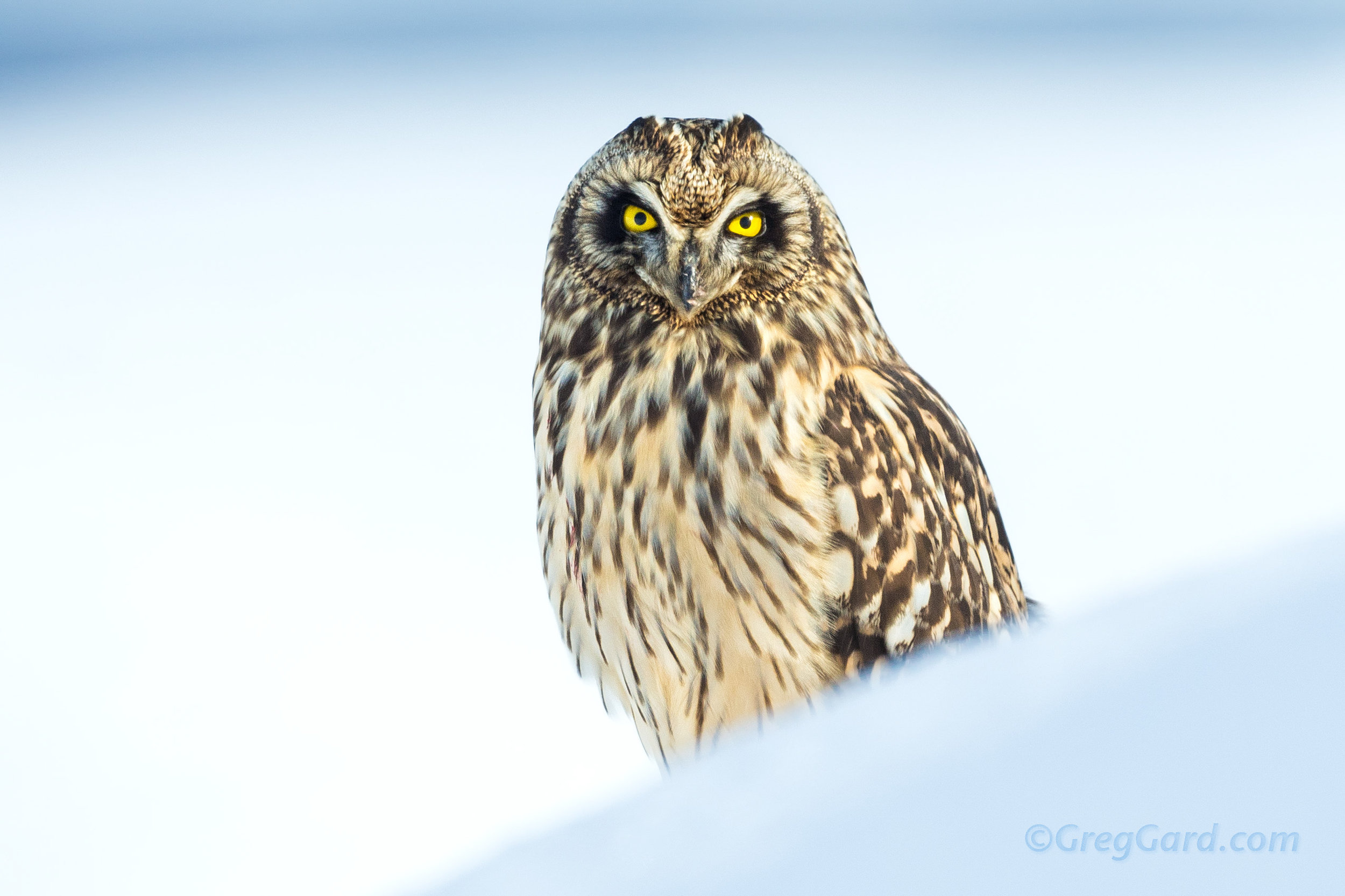 Short-eared Owl