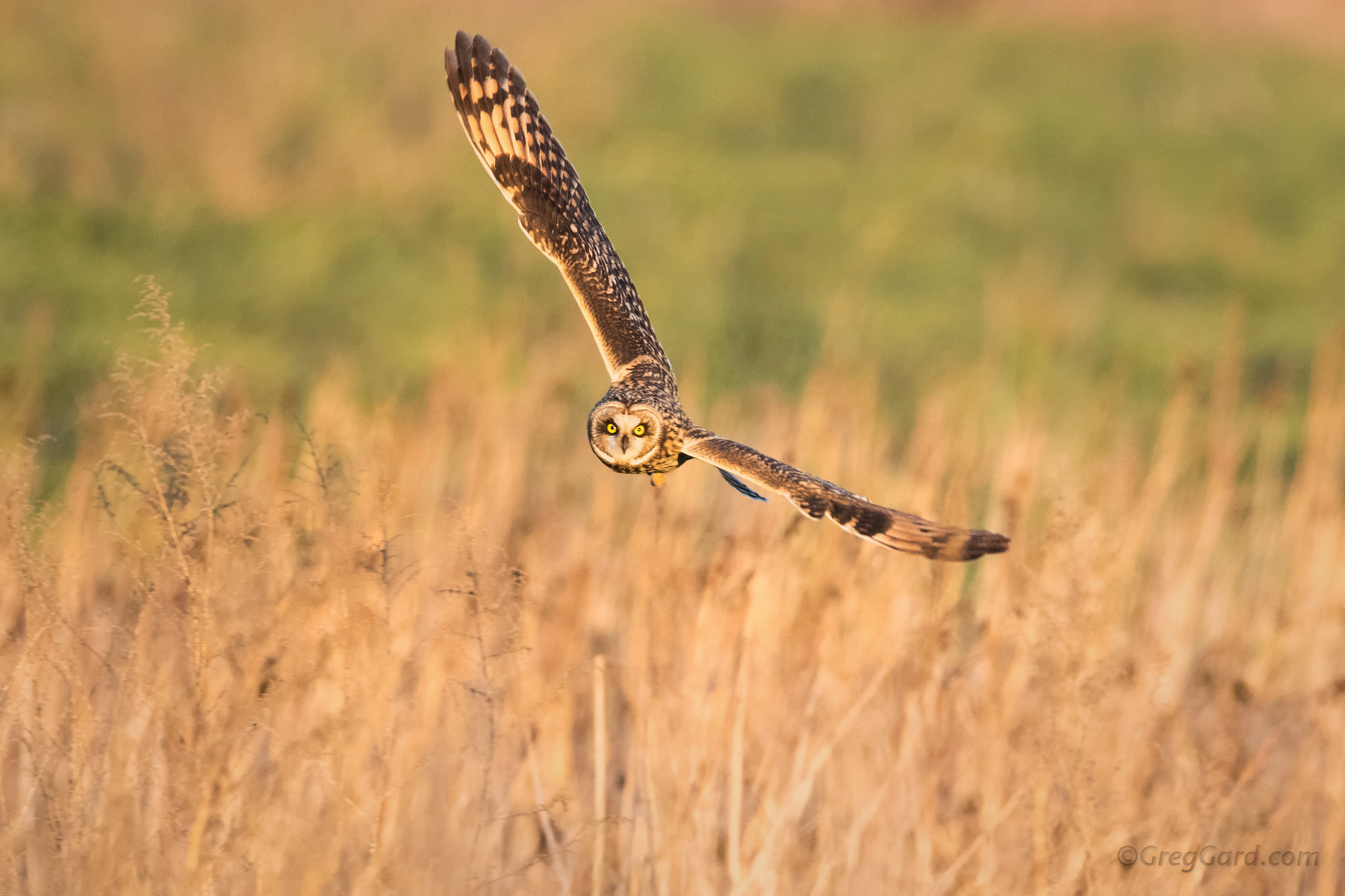 Short-eared Owl hunting