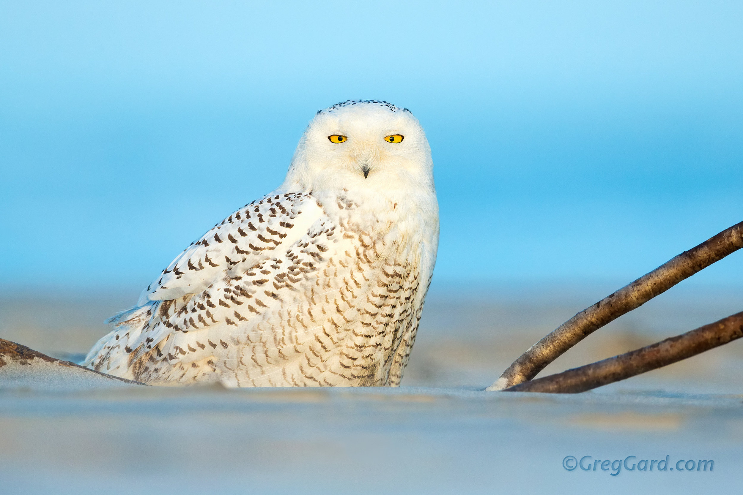 Snowy Owl - Bubo scandiacus 