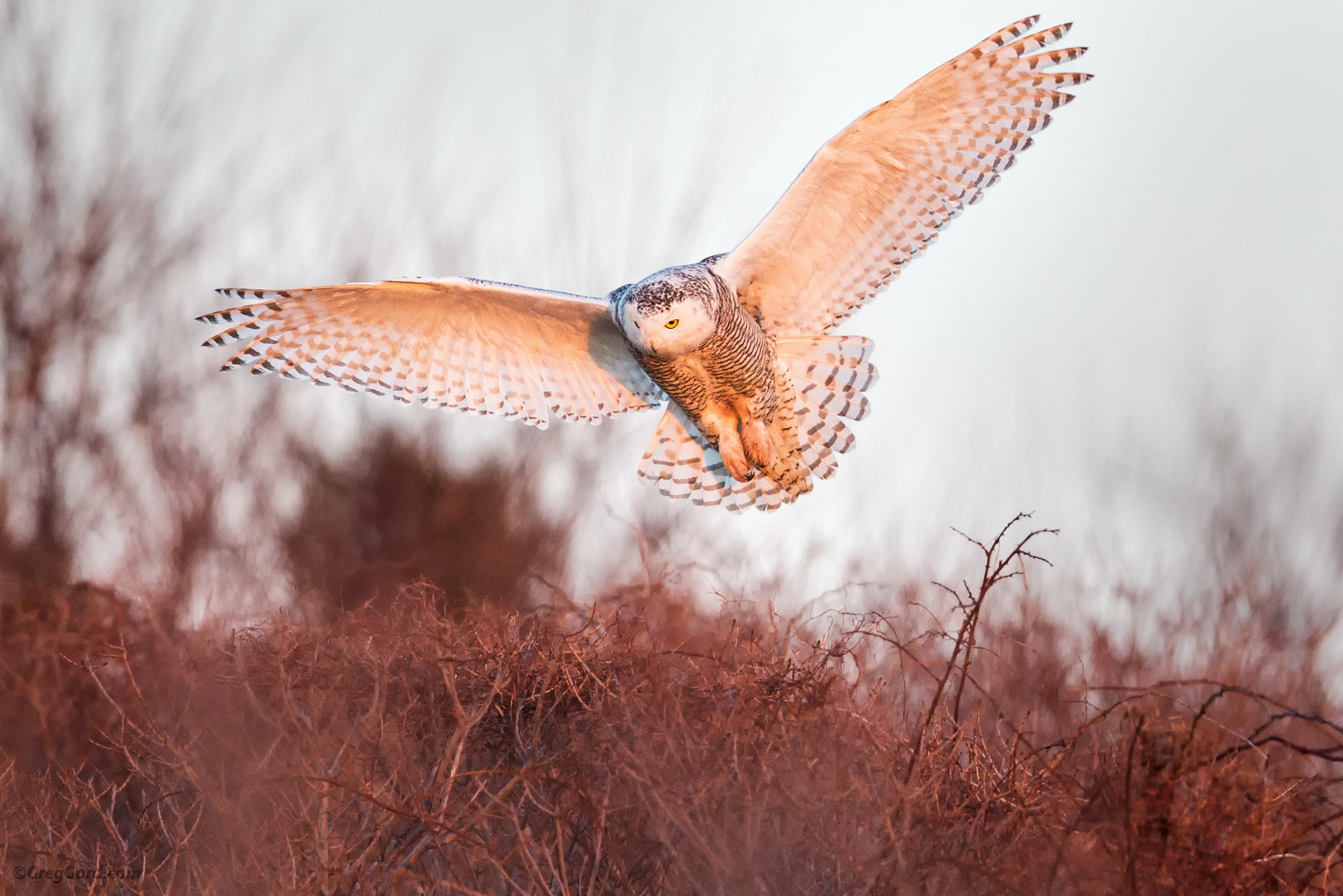 Snowy Owl on a hunt