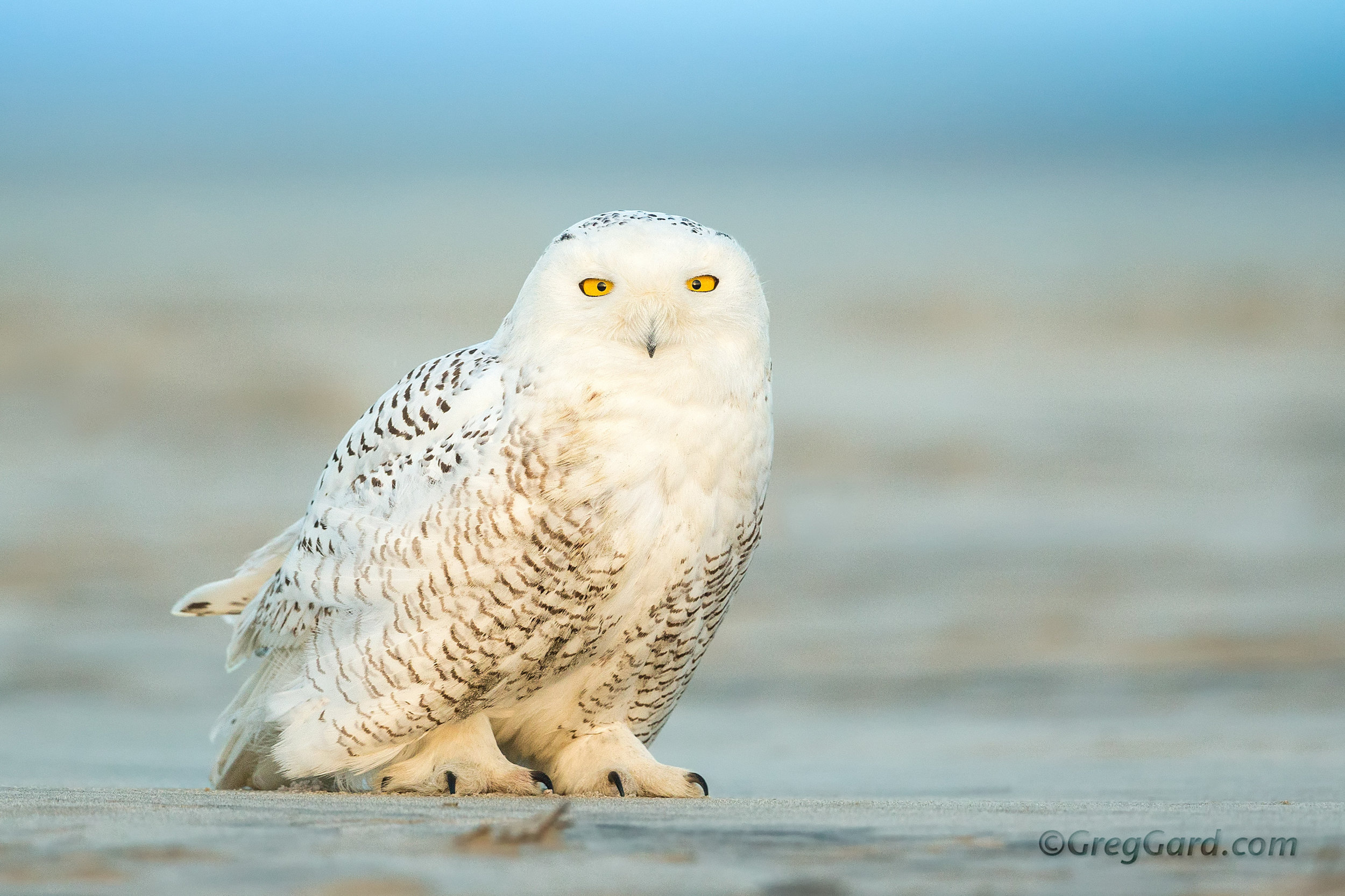Snowy Owl standing on the beach