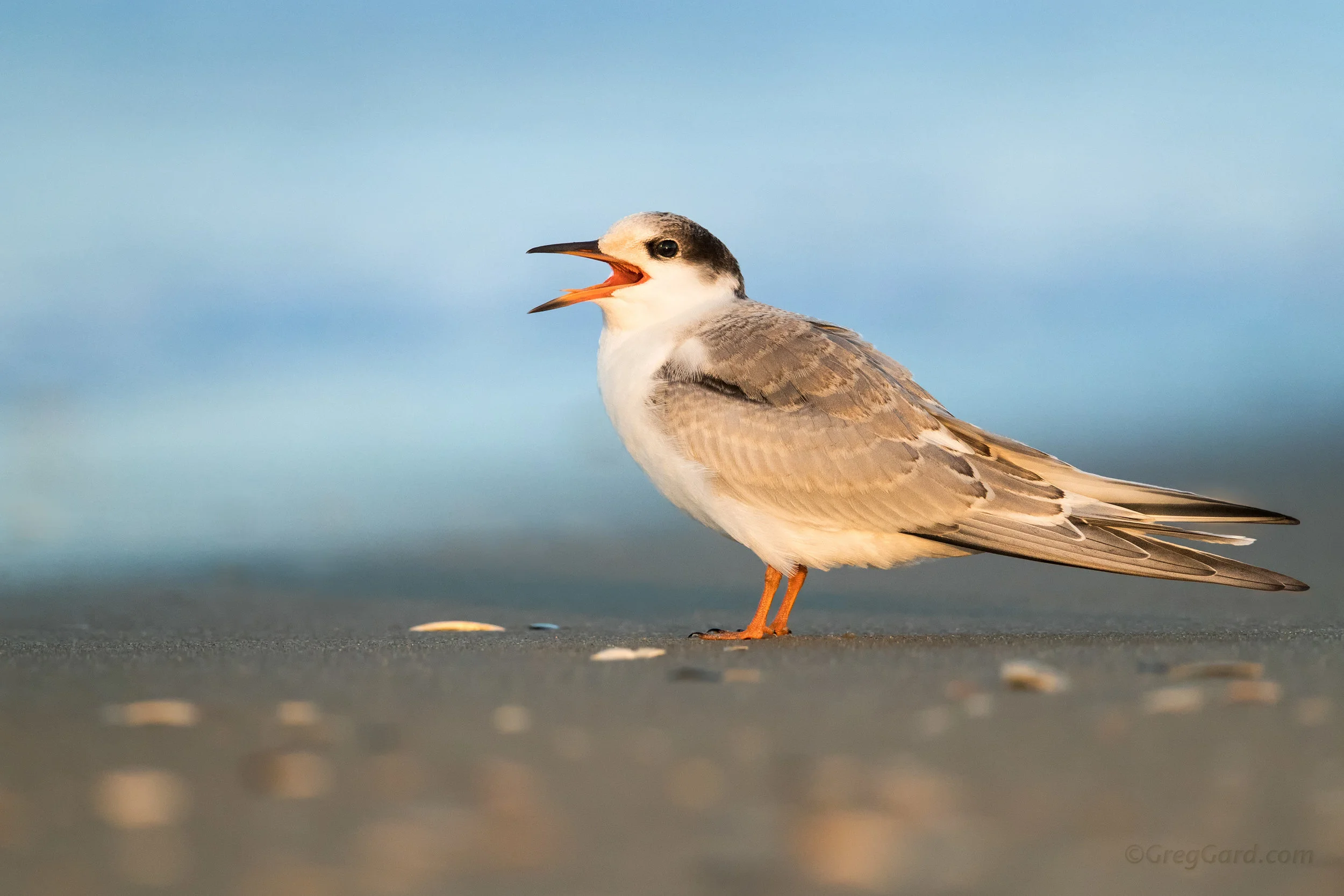 Juvenile Common Tern showing its feather colors