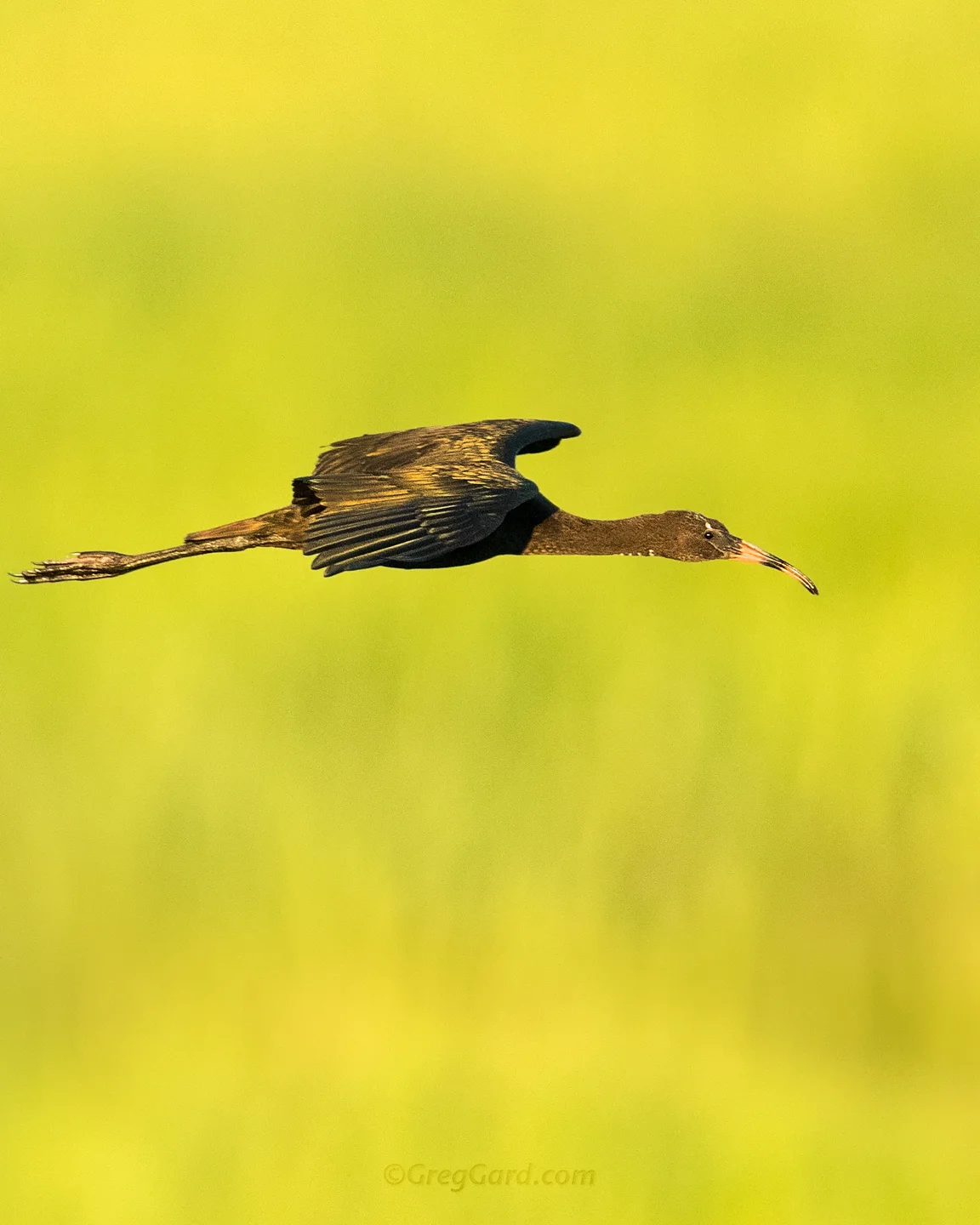 Juvenile Glossy Ibis - New Jersey