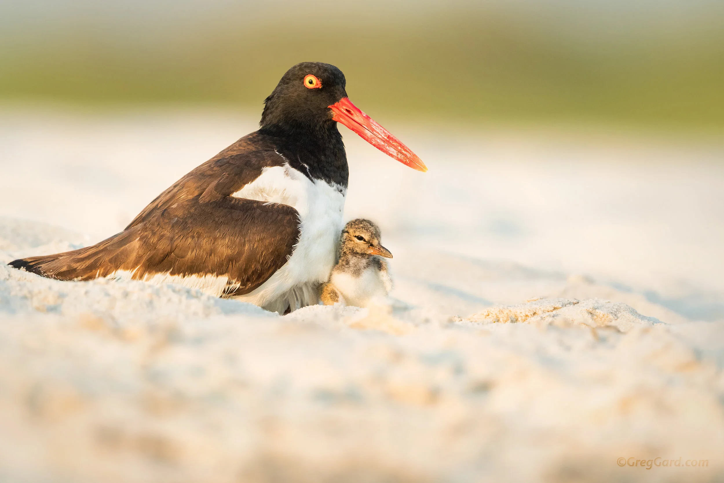 American Oystercatcher with chick - Nickerson Beach, NY