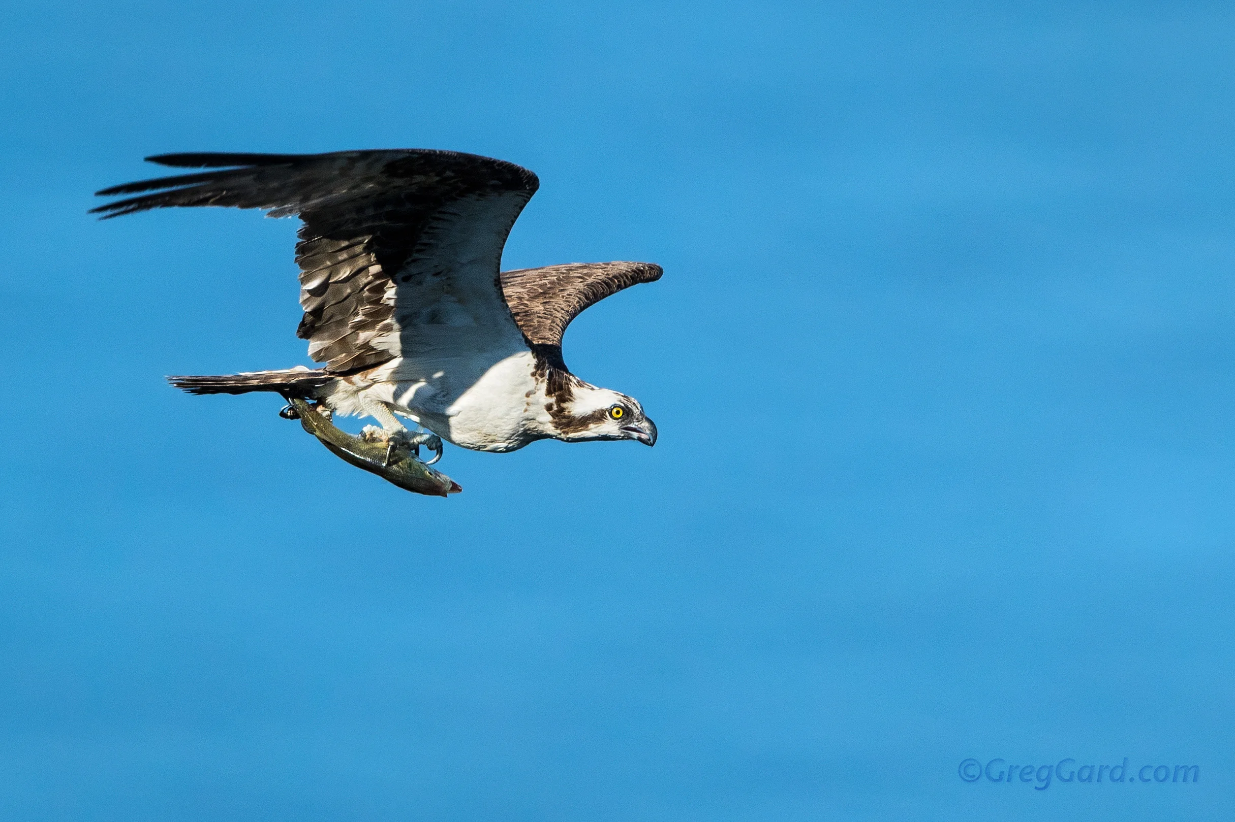 Osprey with a fresh catch - Hudson River, NJ