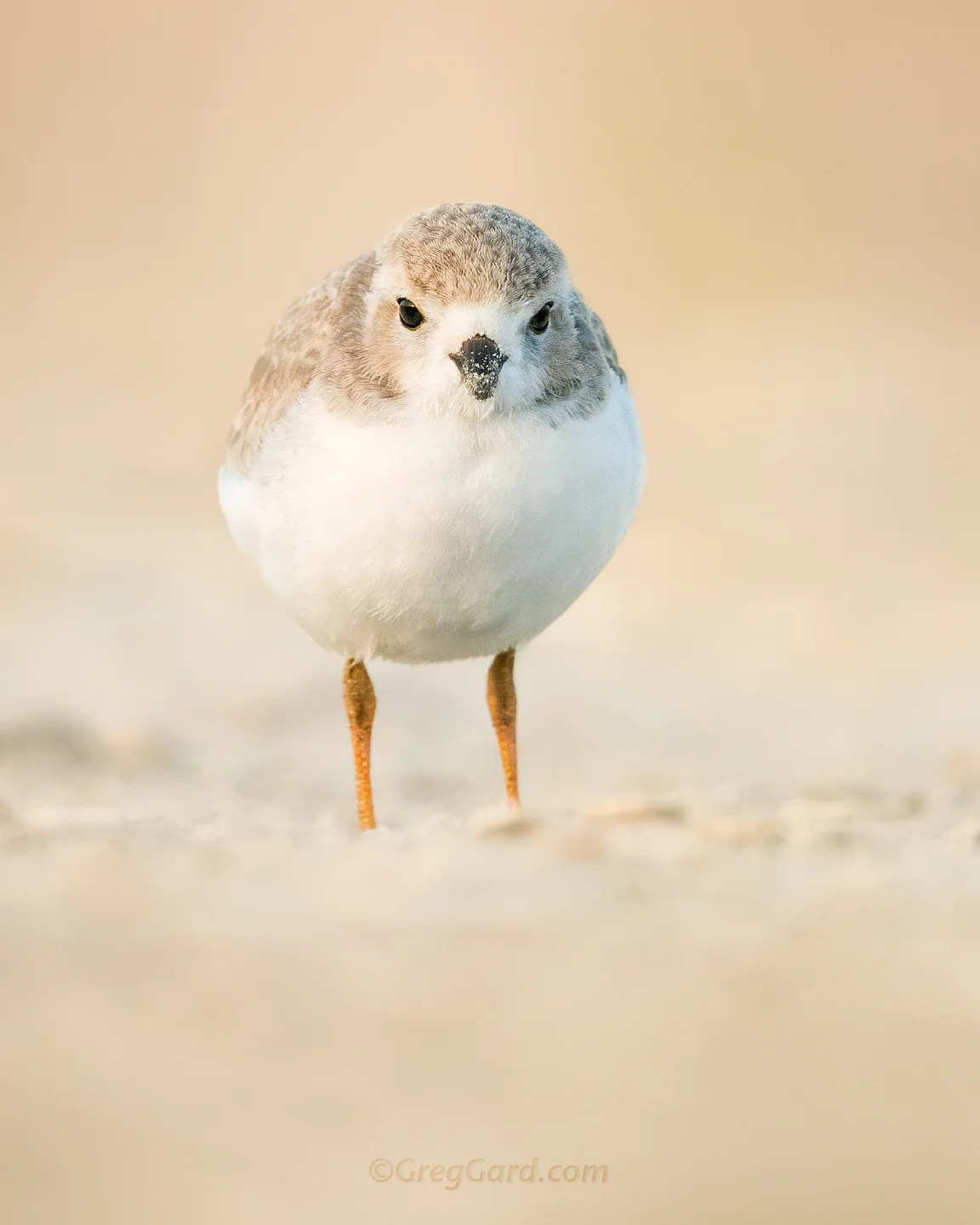 Juvenile Piping Plover - Nickerson Beach, New York