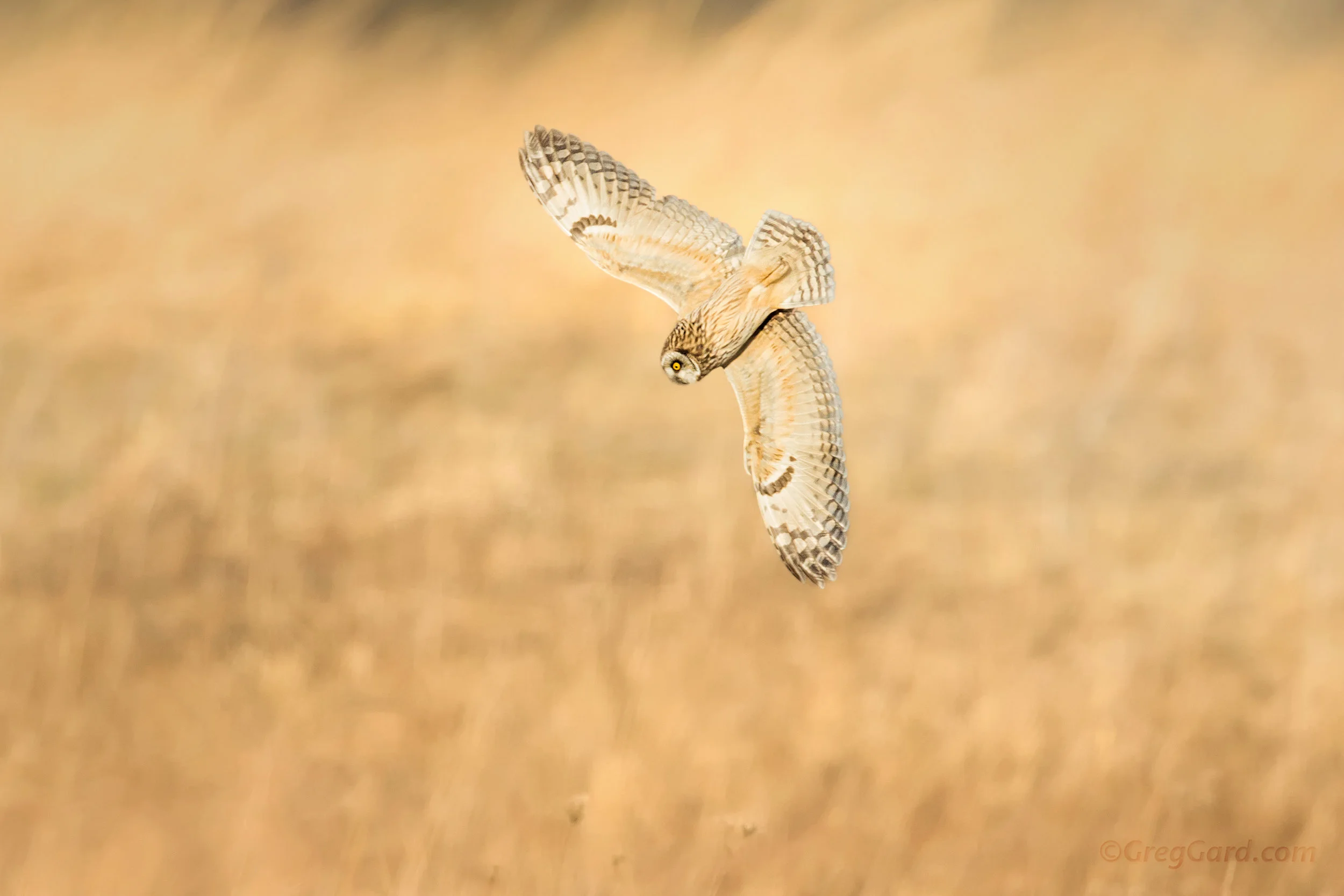 Short-eared Owl hunting - New York