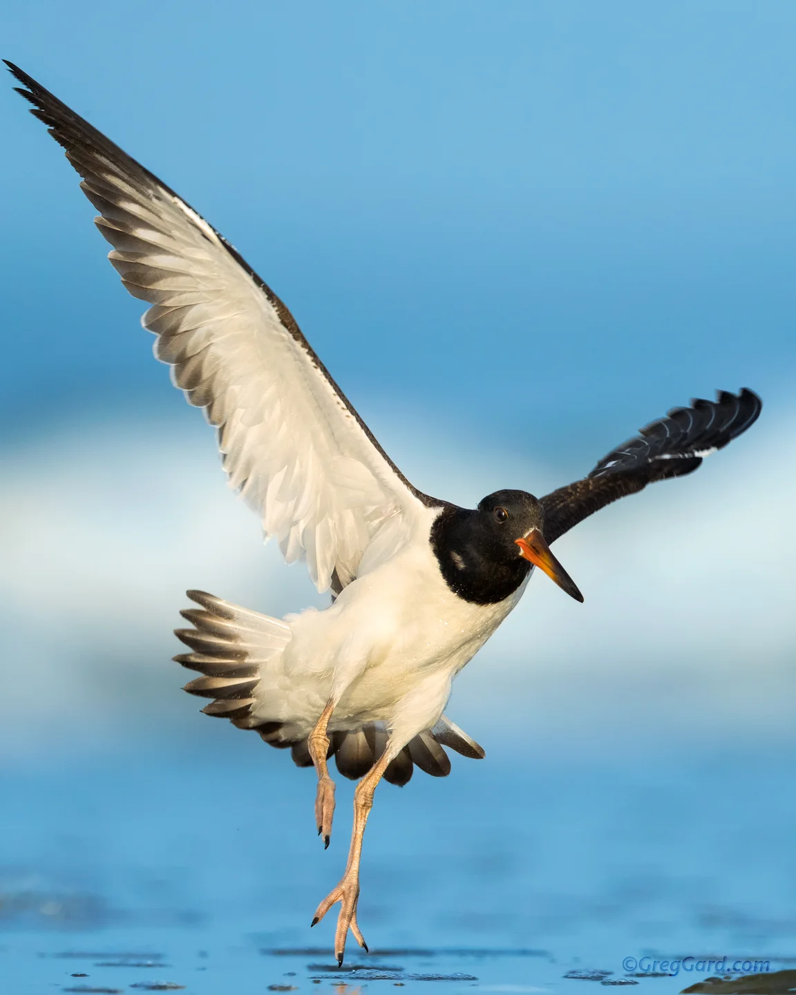Juvenile American Oystercatcher - Nickerson Beach, Long Island, New York