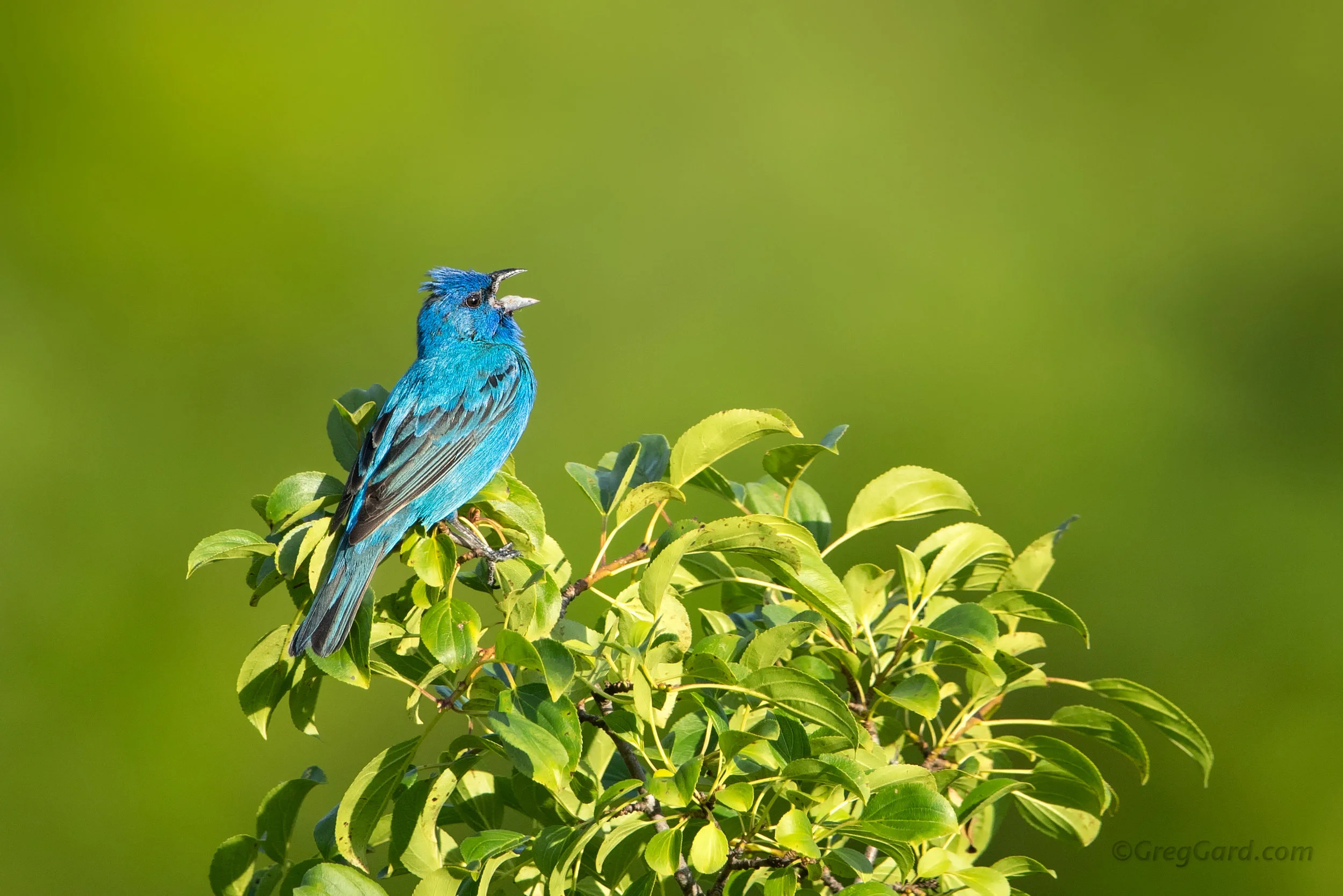 Indigo Bunting - New Jersey