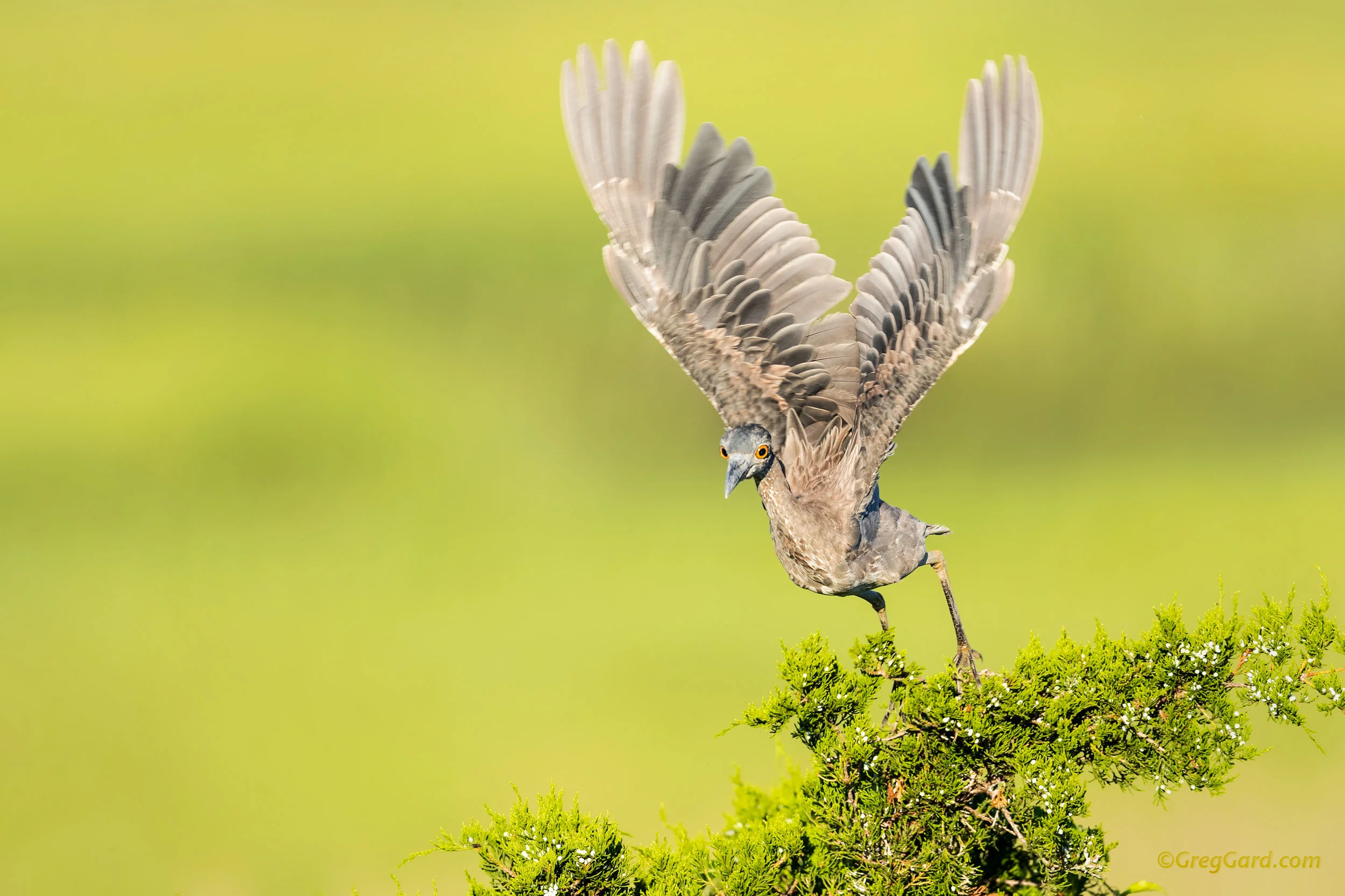 Yellow-crowned Night Heron