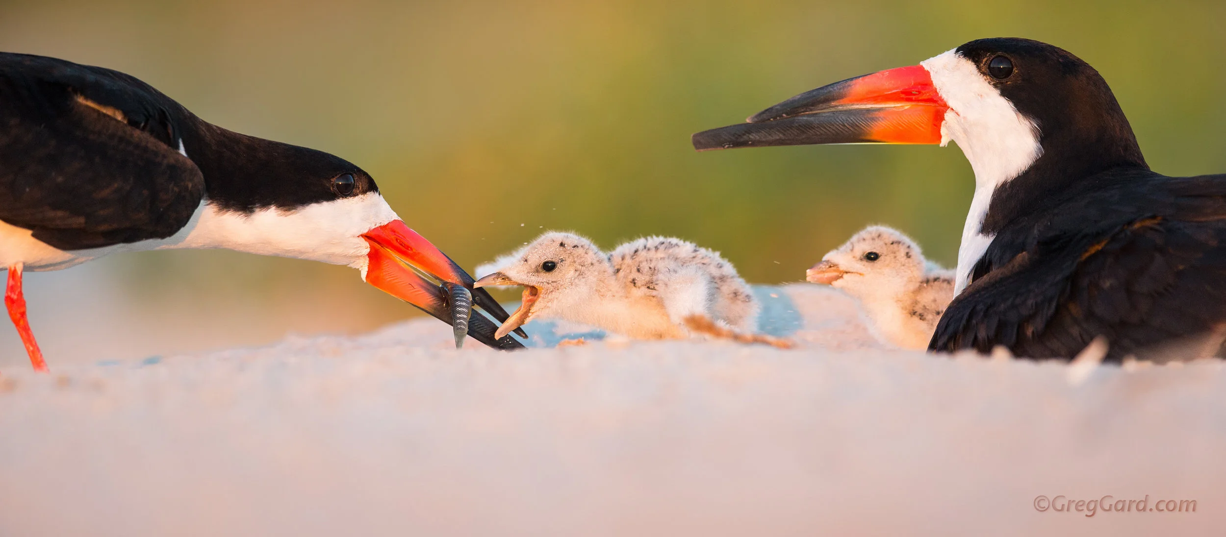 Black Skimmer family at the Nickerson Beach, Long Island, New York, USA