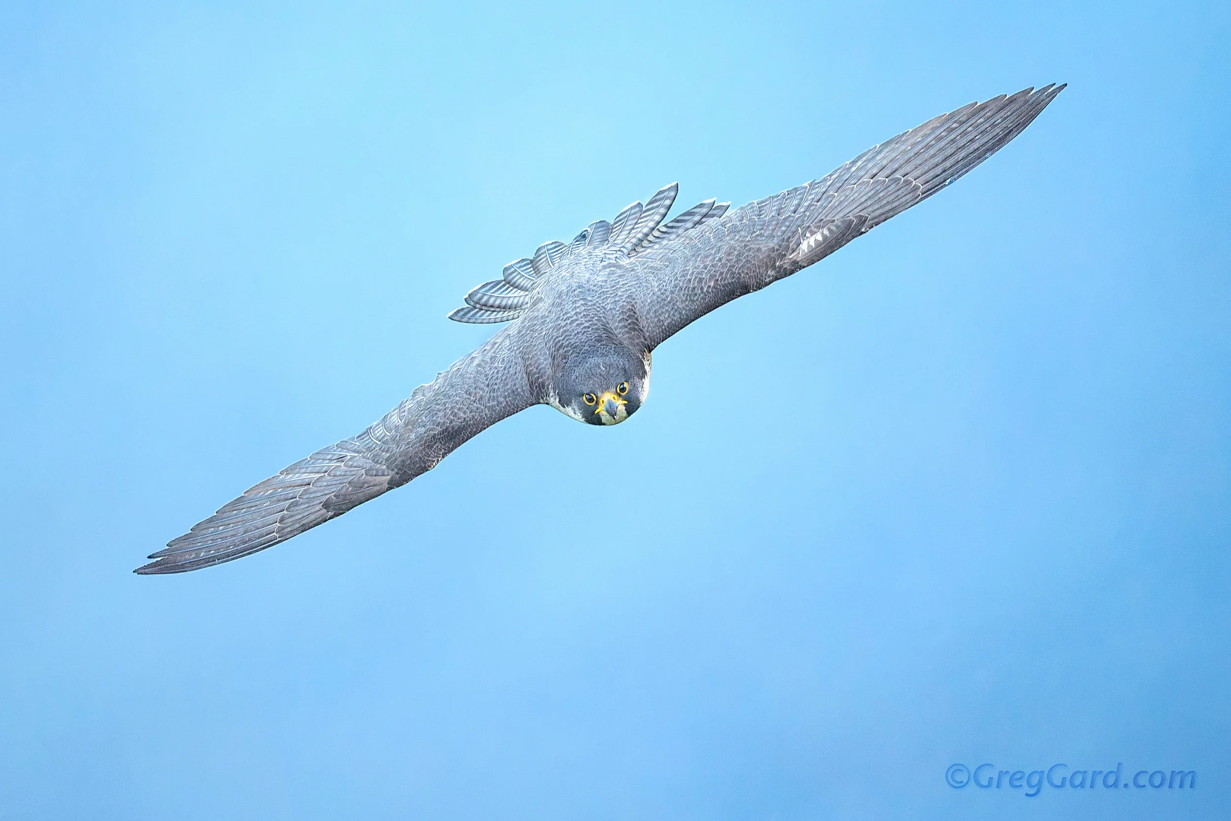Peregrine Falcon in-flight, State Line Lookout, Alpine, New Jersey