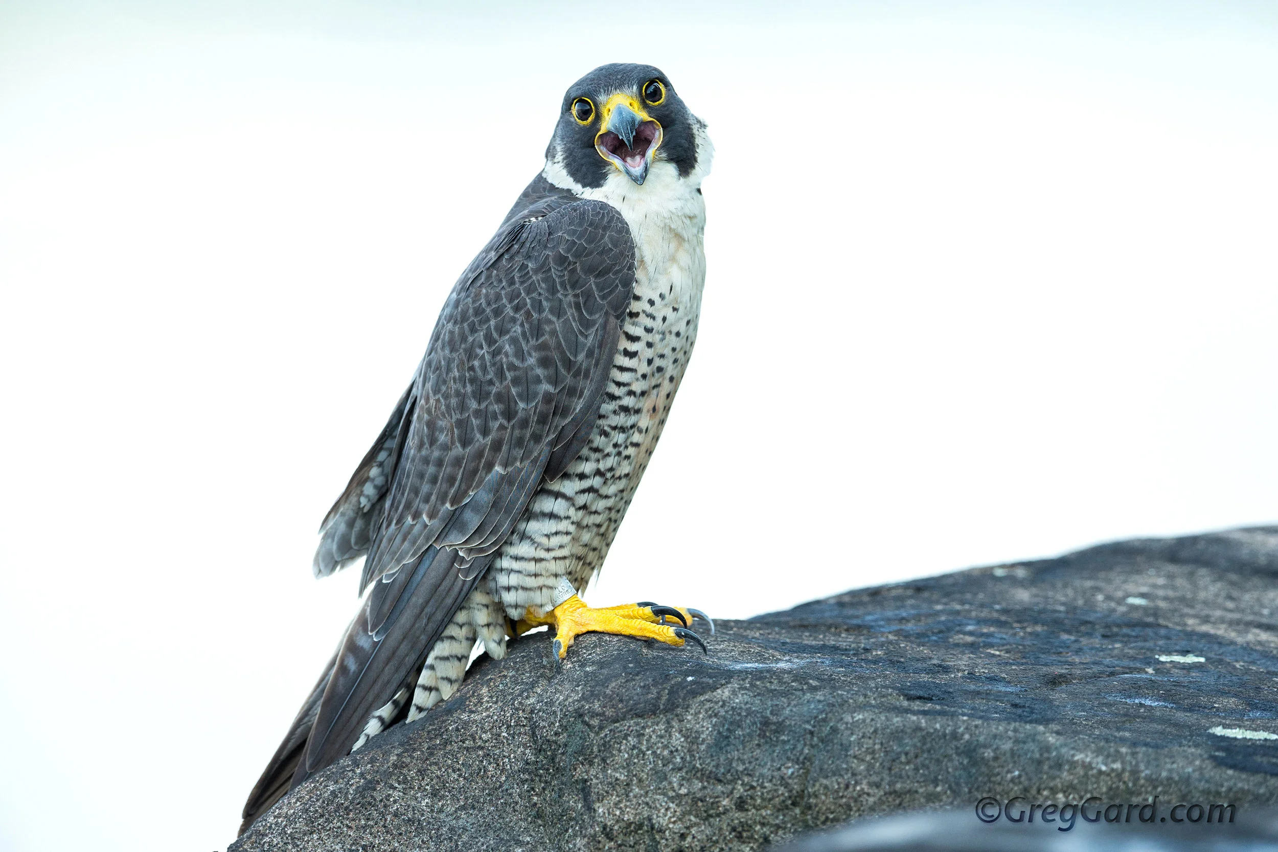 Peregrine Falcon, Palisades Cliffs, NJ