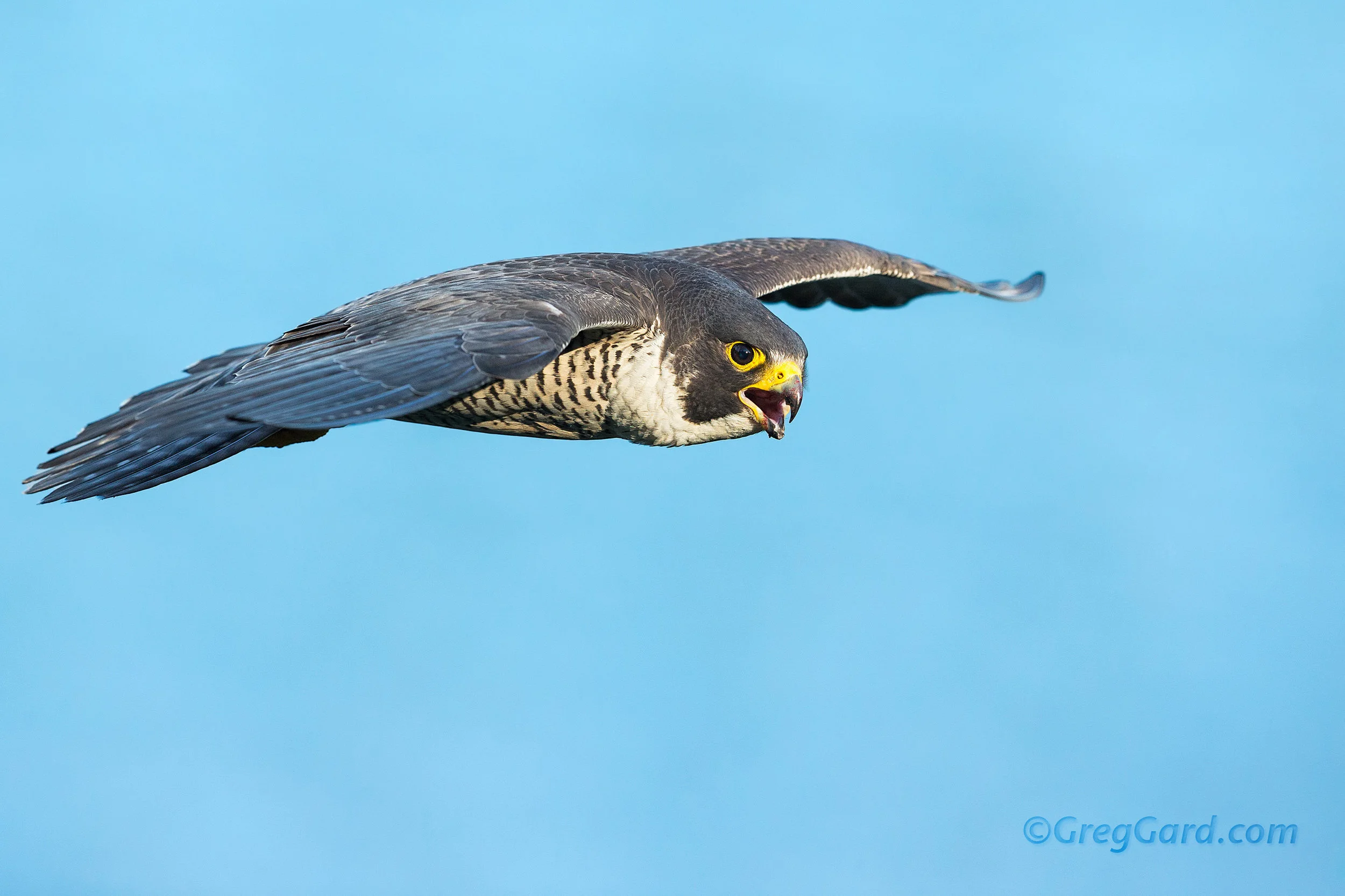 Peregrine Falcon - Palisades, New Jersey