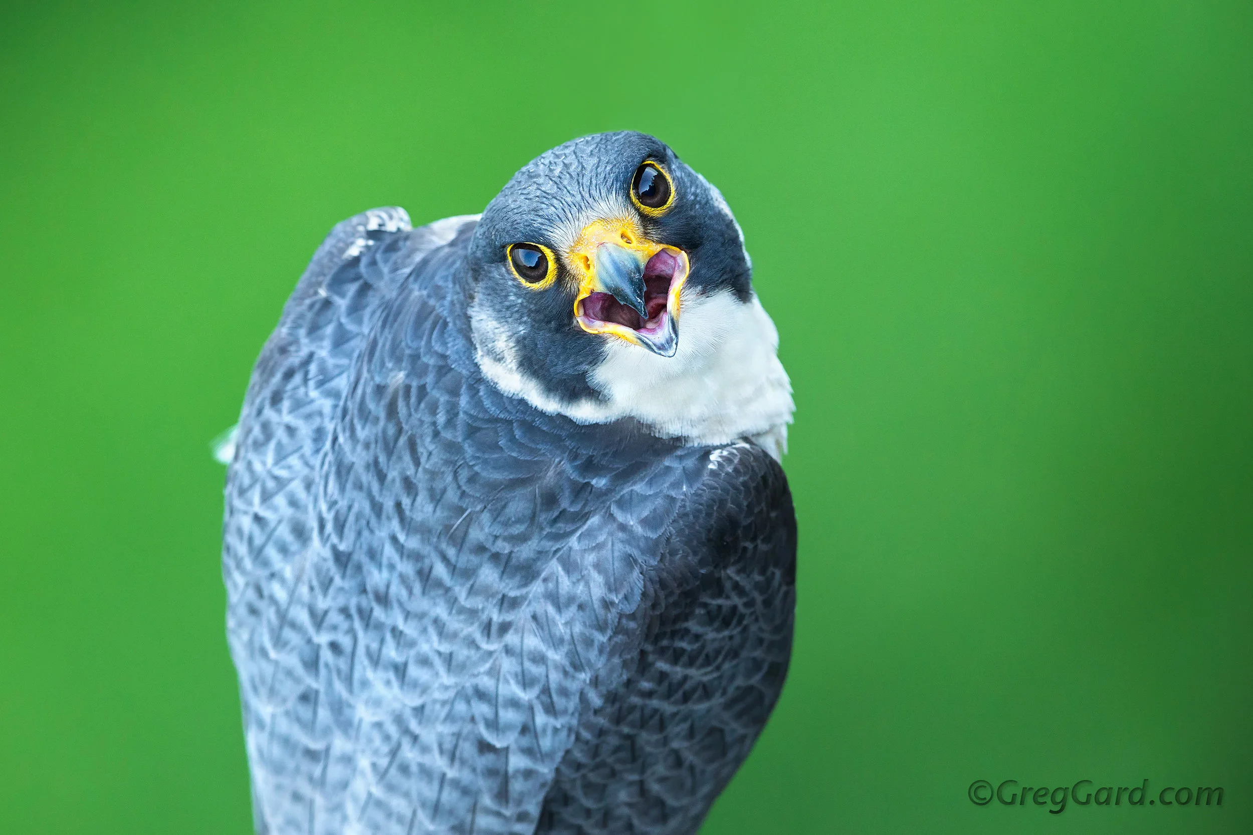 Peregrine Falcon looking up - NJ