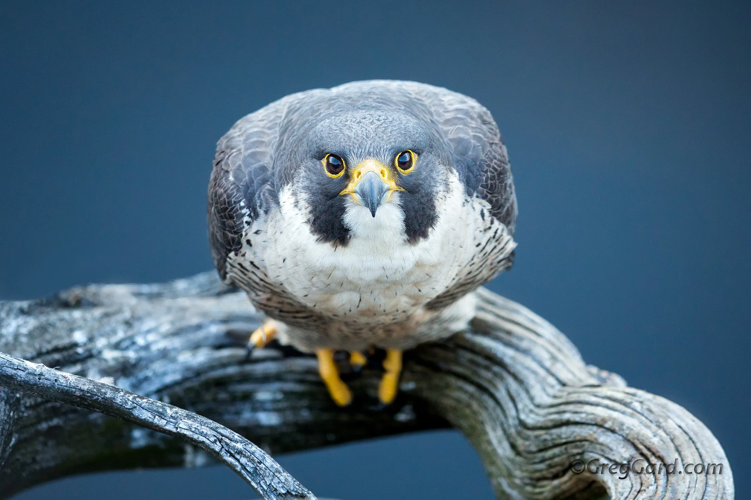 Peregrine Falcon looking straight up - NJ