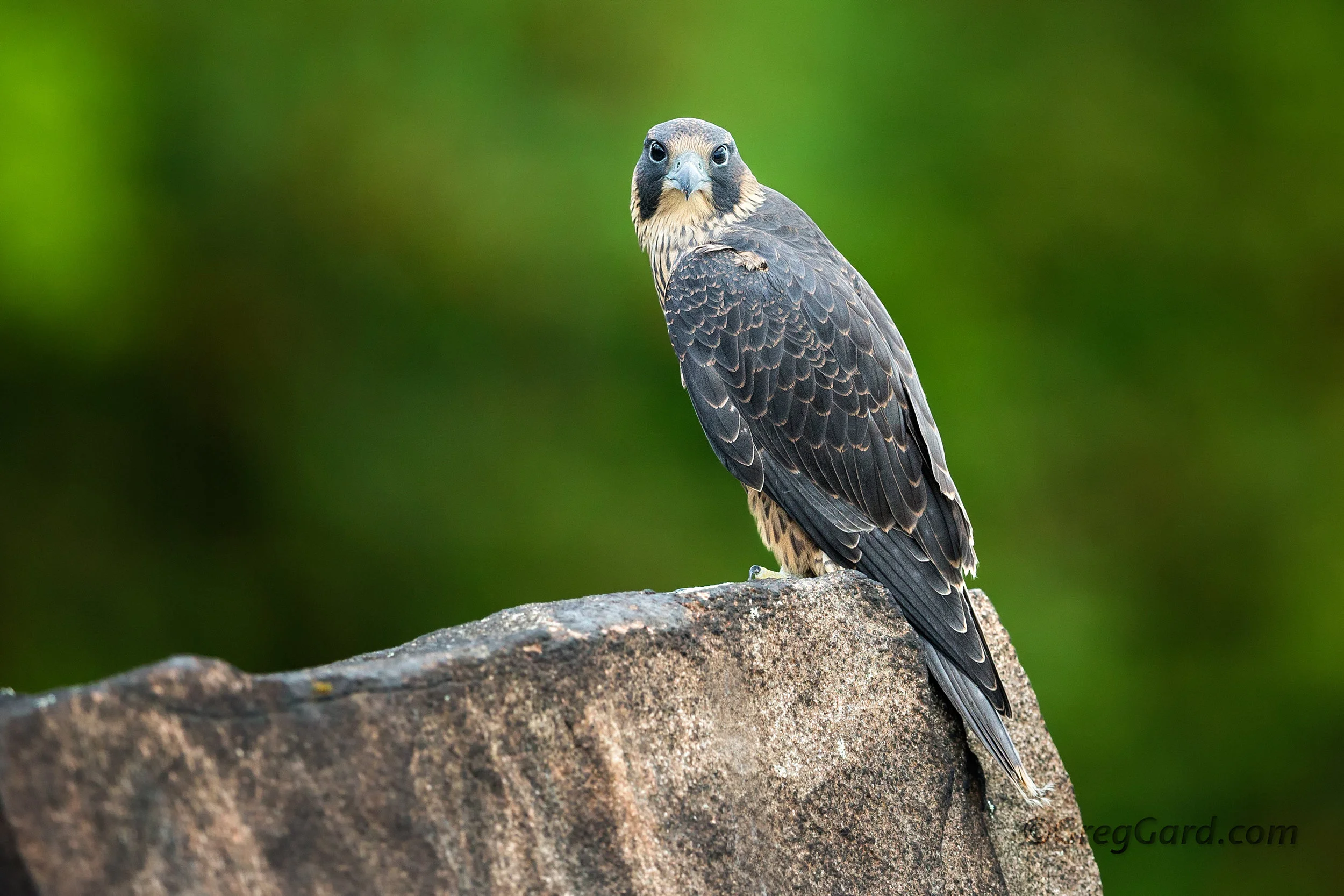 Juvenile Peregrine Falcon - New jersey