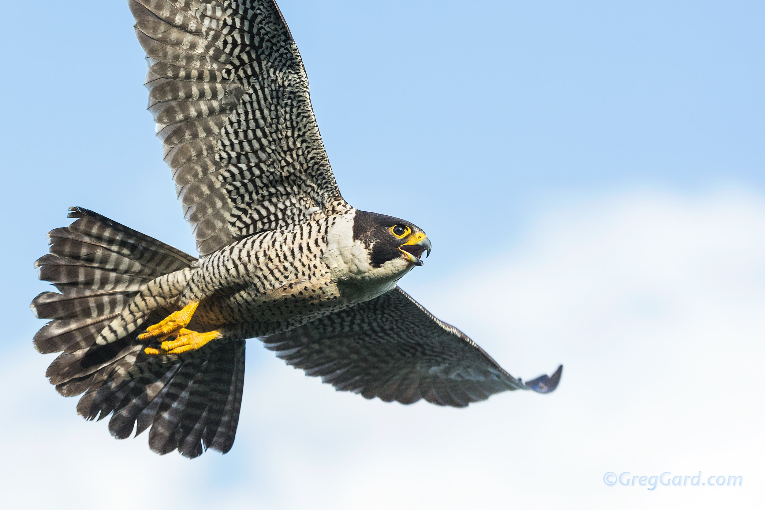 Peregrine Falcon flying - New Jersey