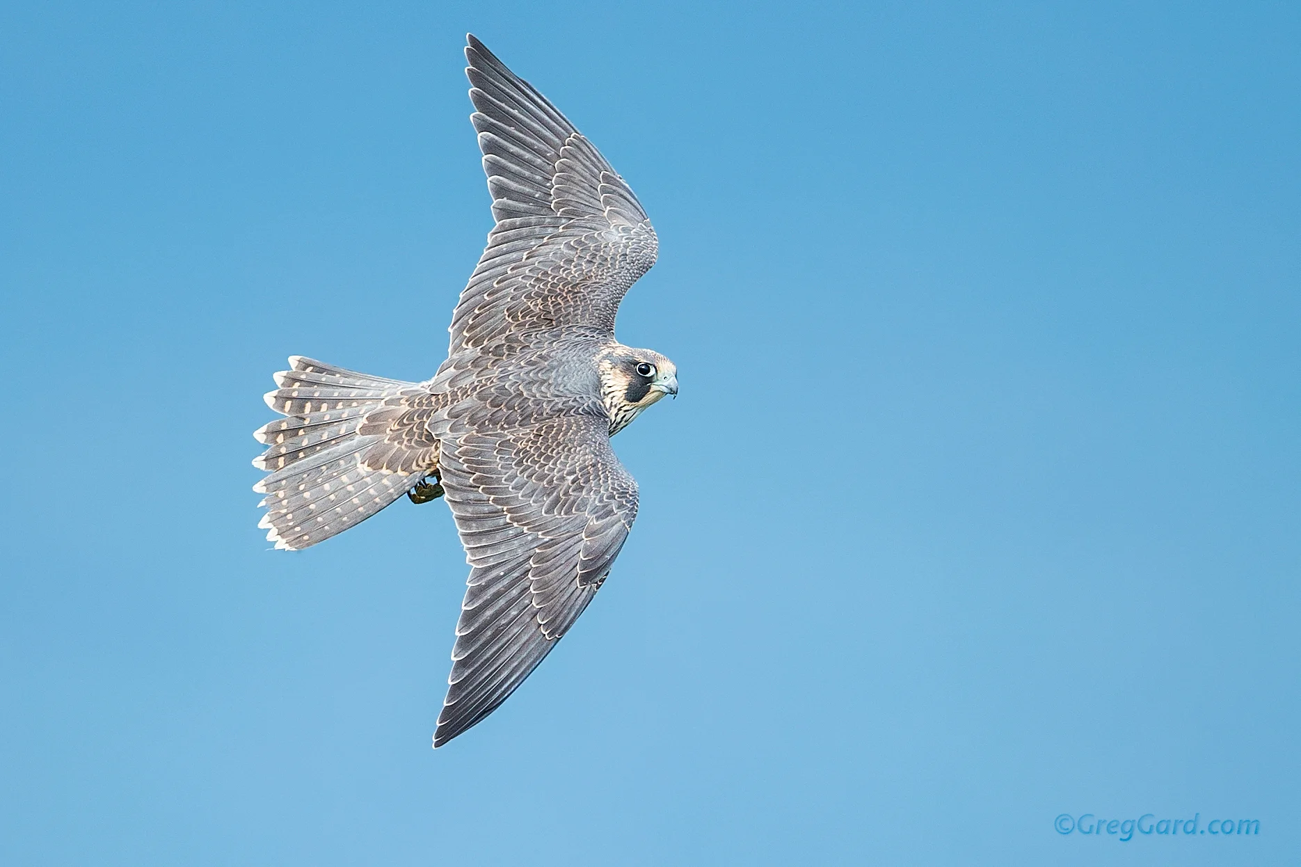 Young Peregrine Falcon - State Line Lookout, NJ