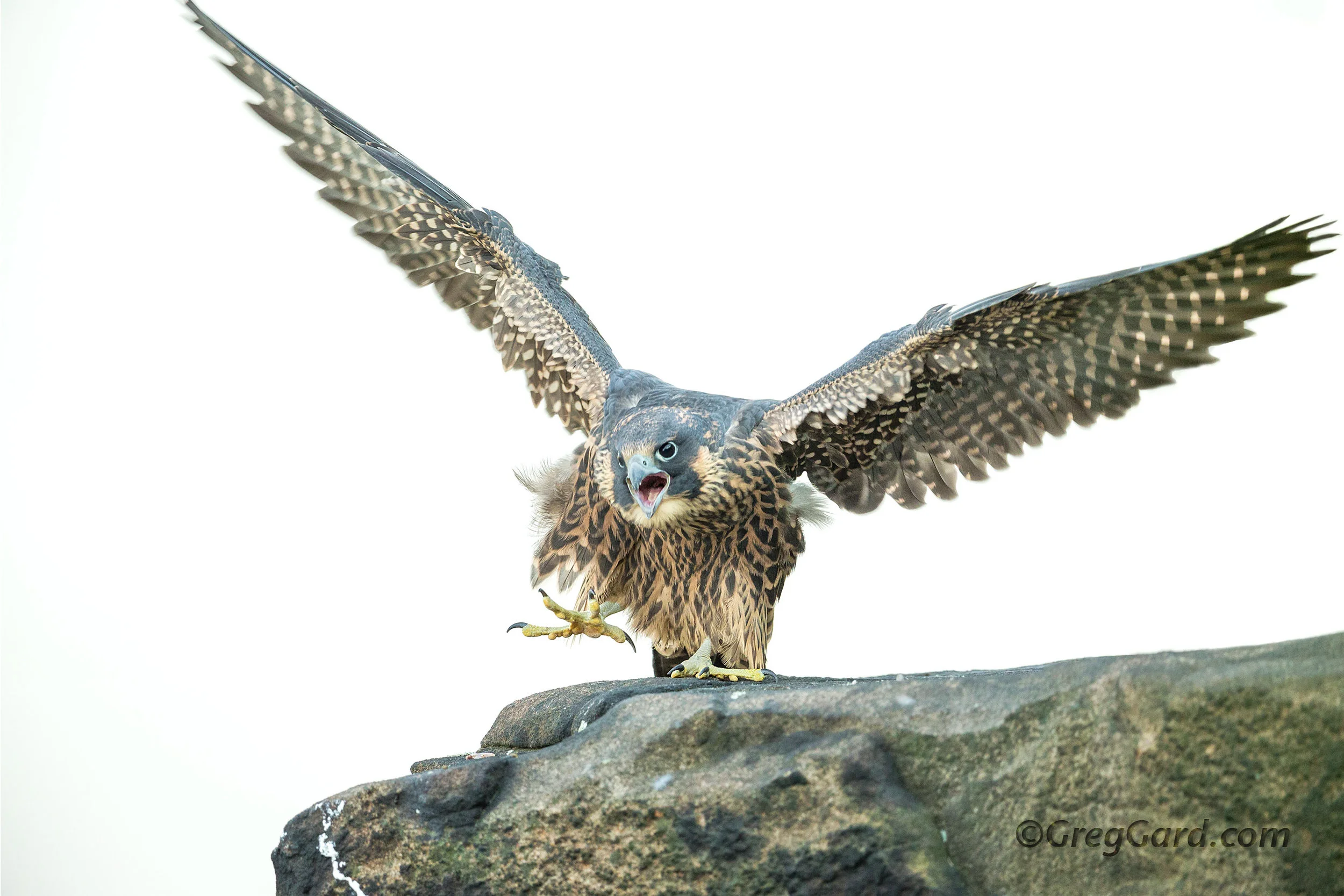 Enthusiastic juvenile Peregrine Falcon - Bergen County, New Jersey
