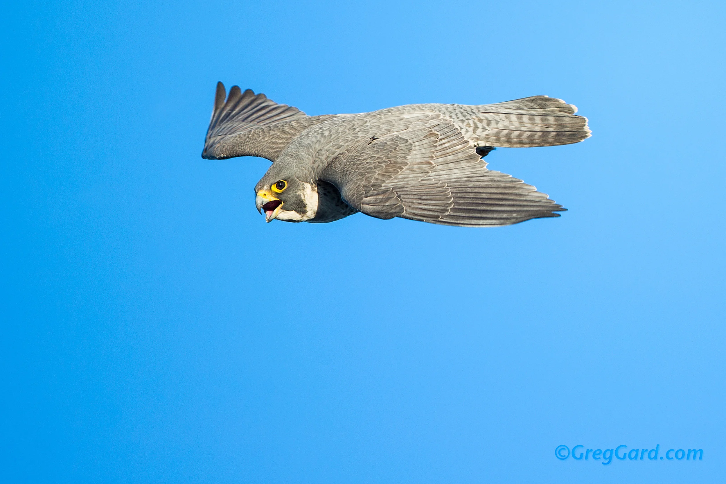 Peregrine Falcon flying by - NJ