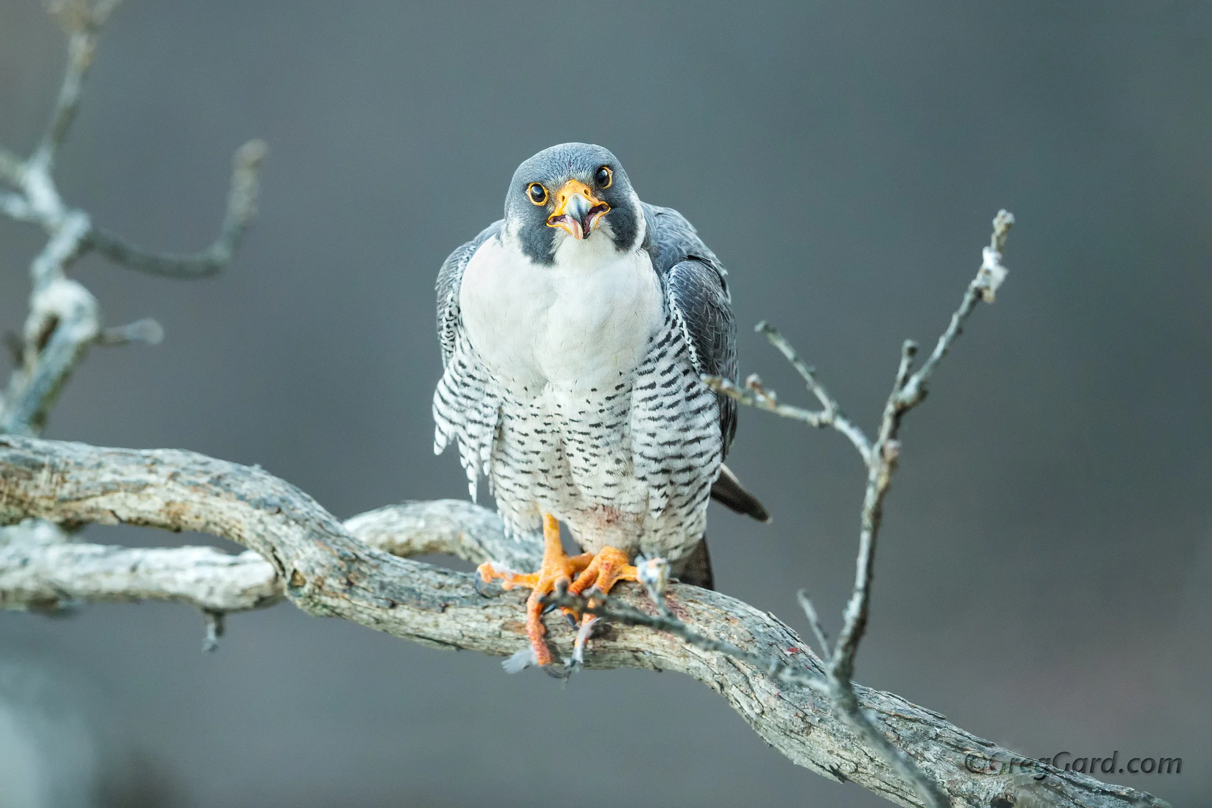 Peregrine Falcon with a tongue out - Palisades Cliffs, NJ