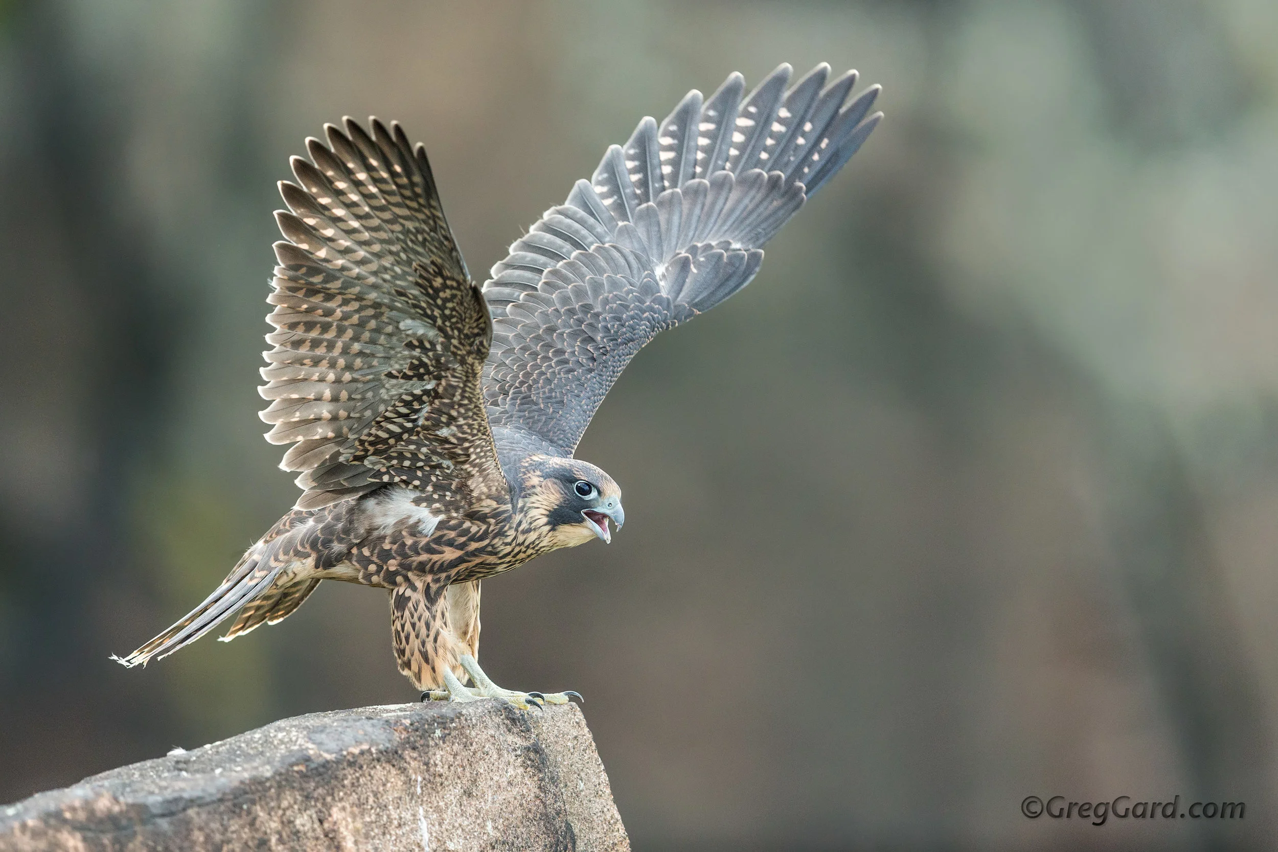 Fledgling Peregrine Falcon - Palisades, NJ