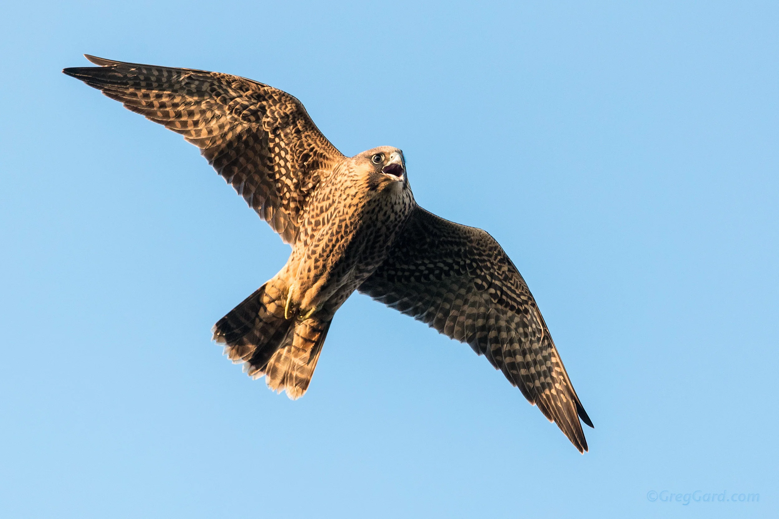 Young Peregrine Falcon in-flight - NJ
