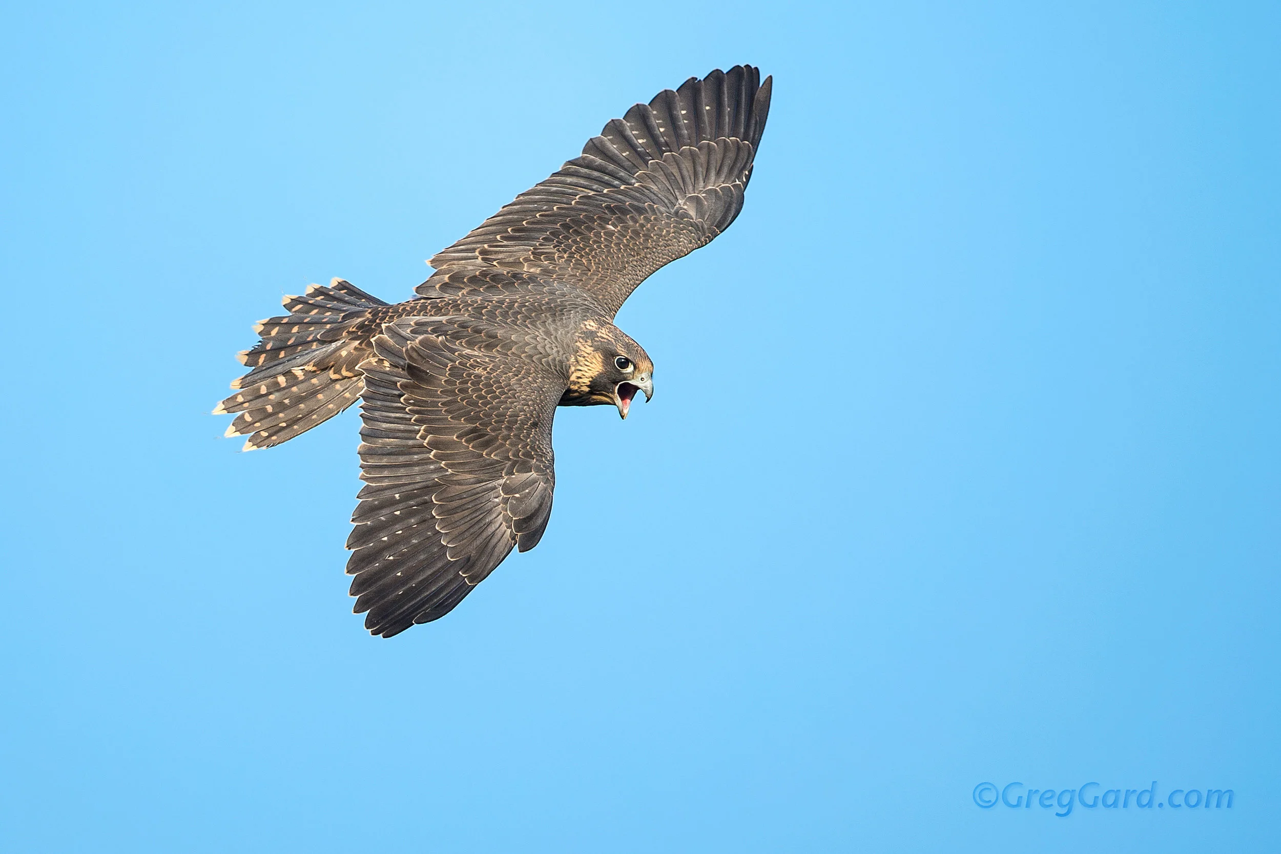 Juvenile Peregrine Falcon flying by - NNJ