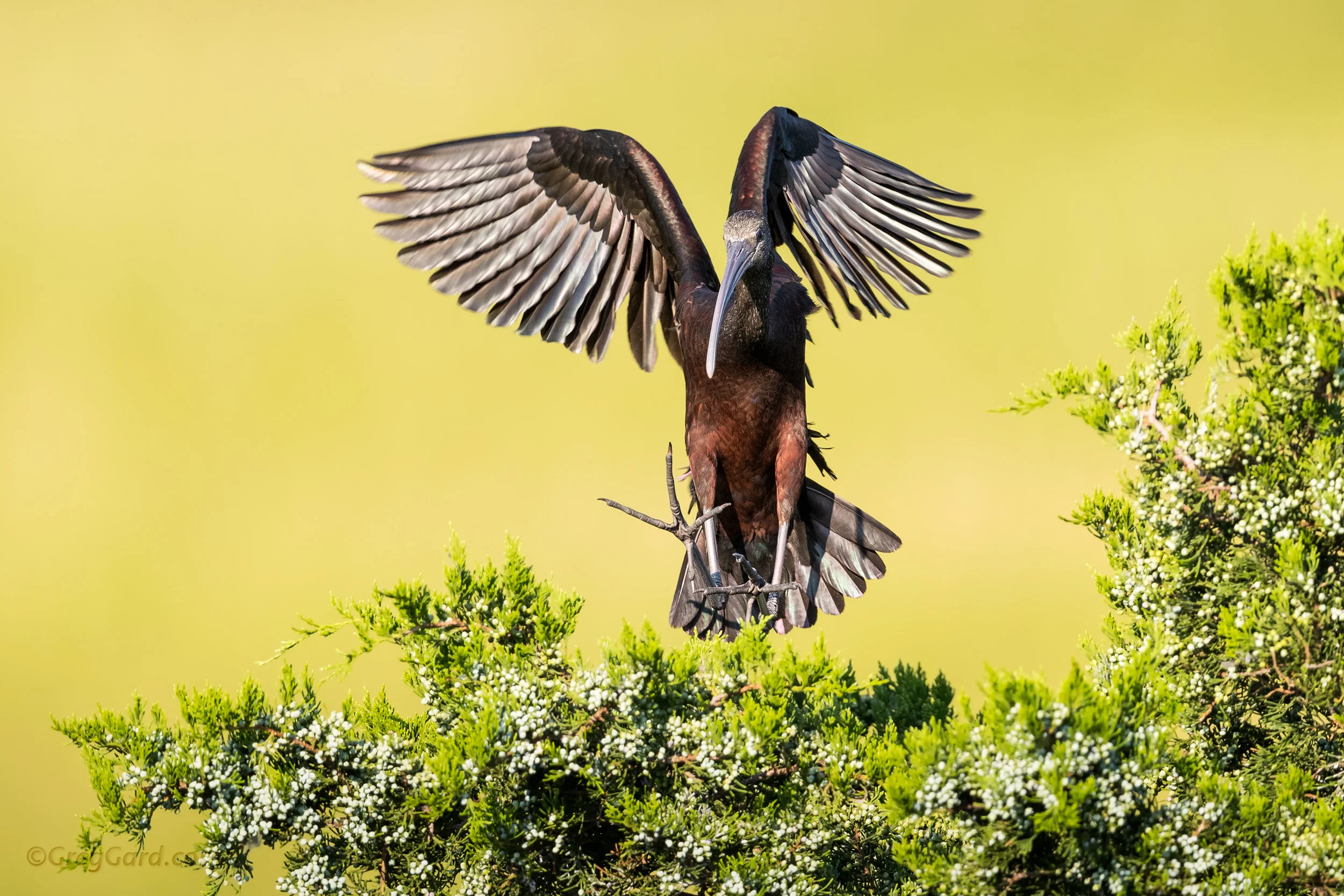 Glossy Ibis