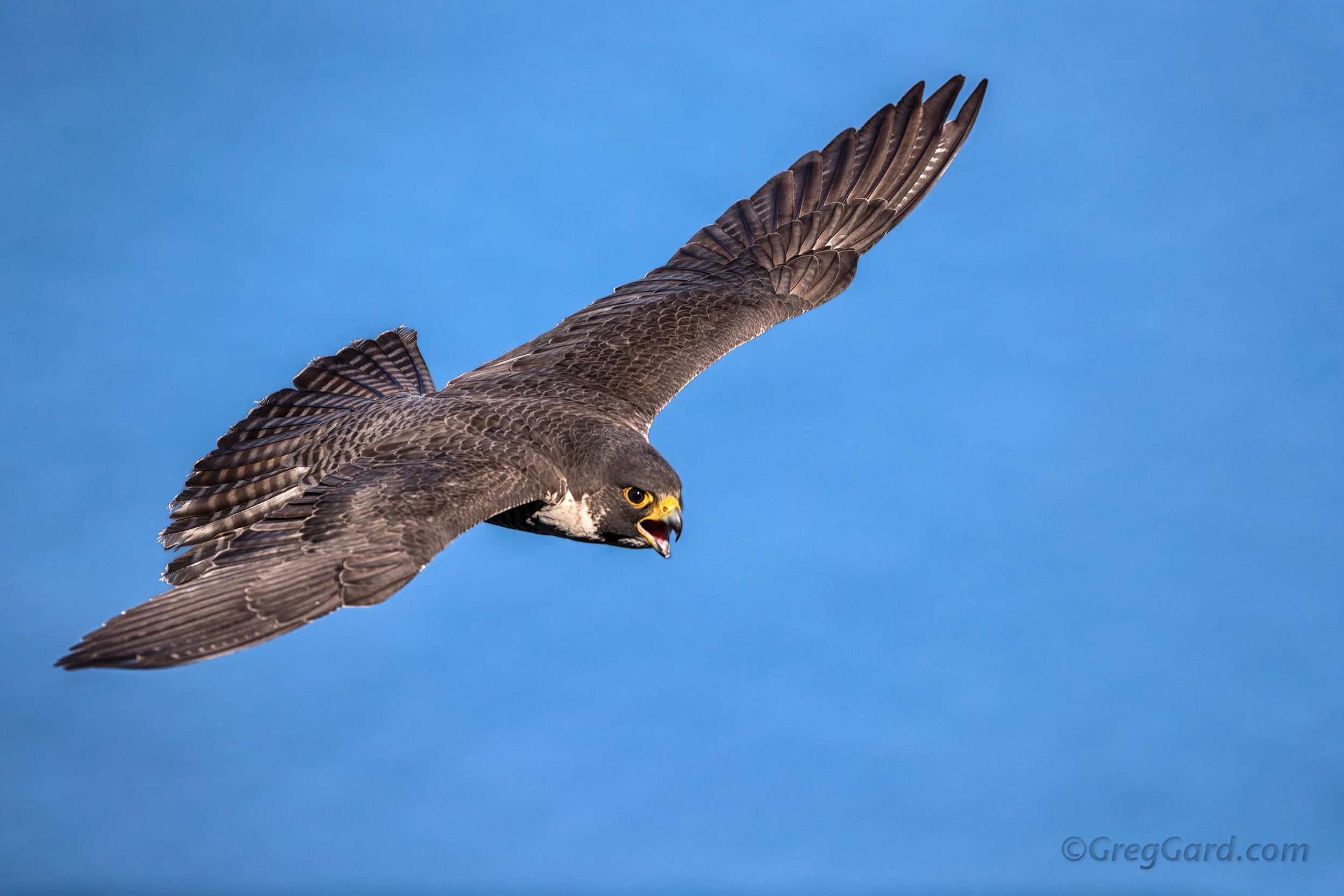 Peregrine Falcon - State Line Lookout, New Jersey