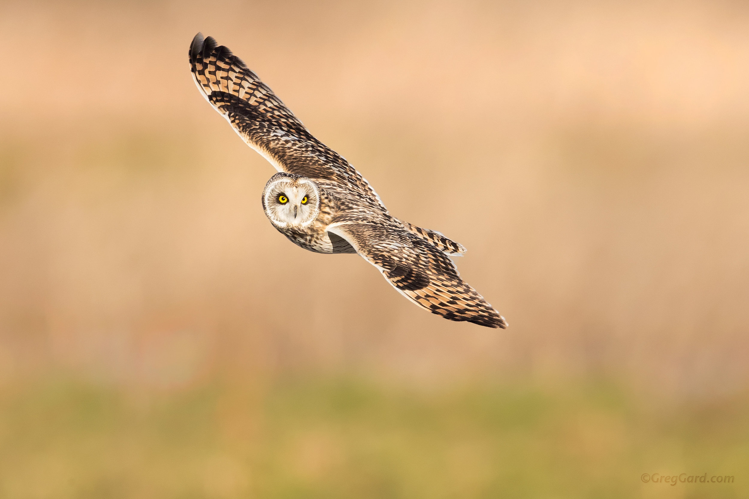 Short-eared Owl flying by - Black Dirt Region, NY