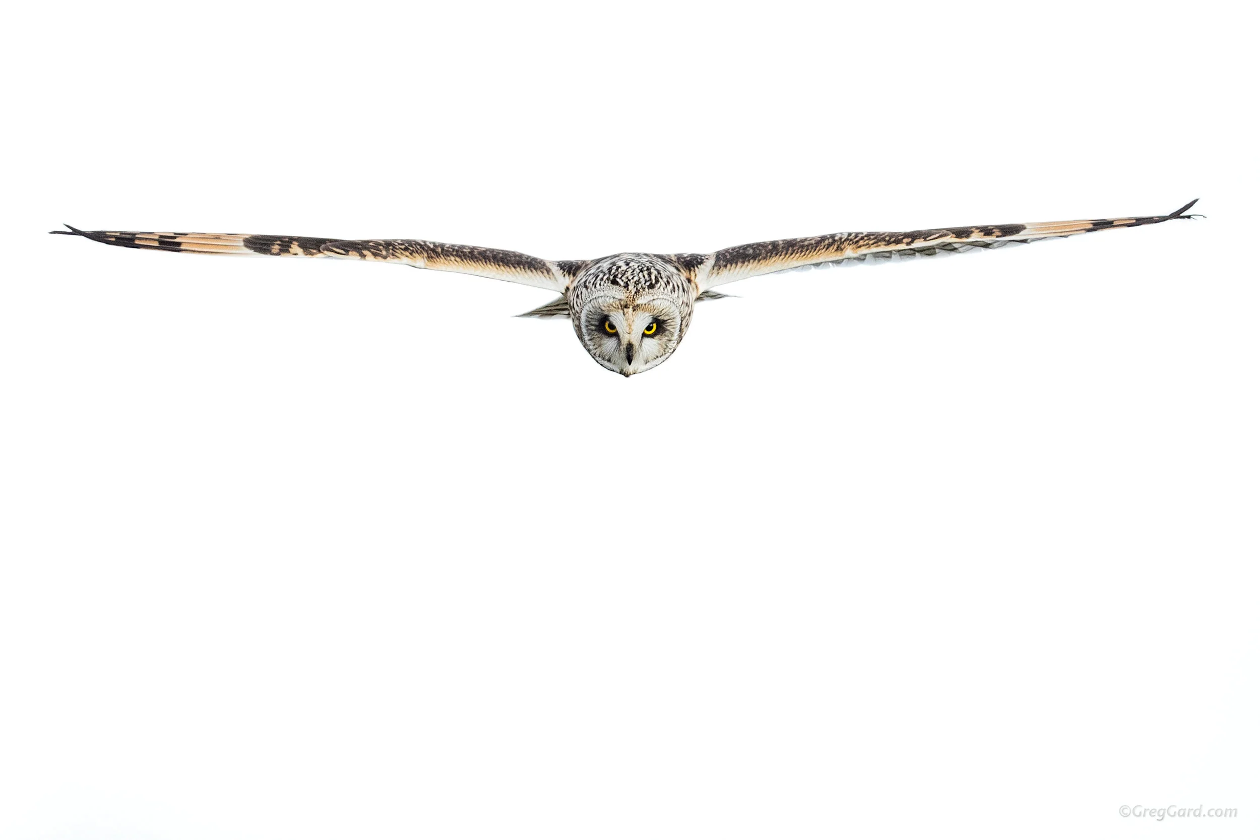 Short-eared Owl on a hunt - New York