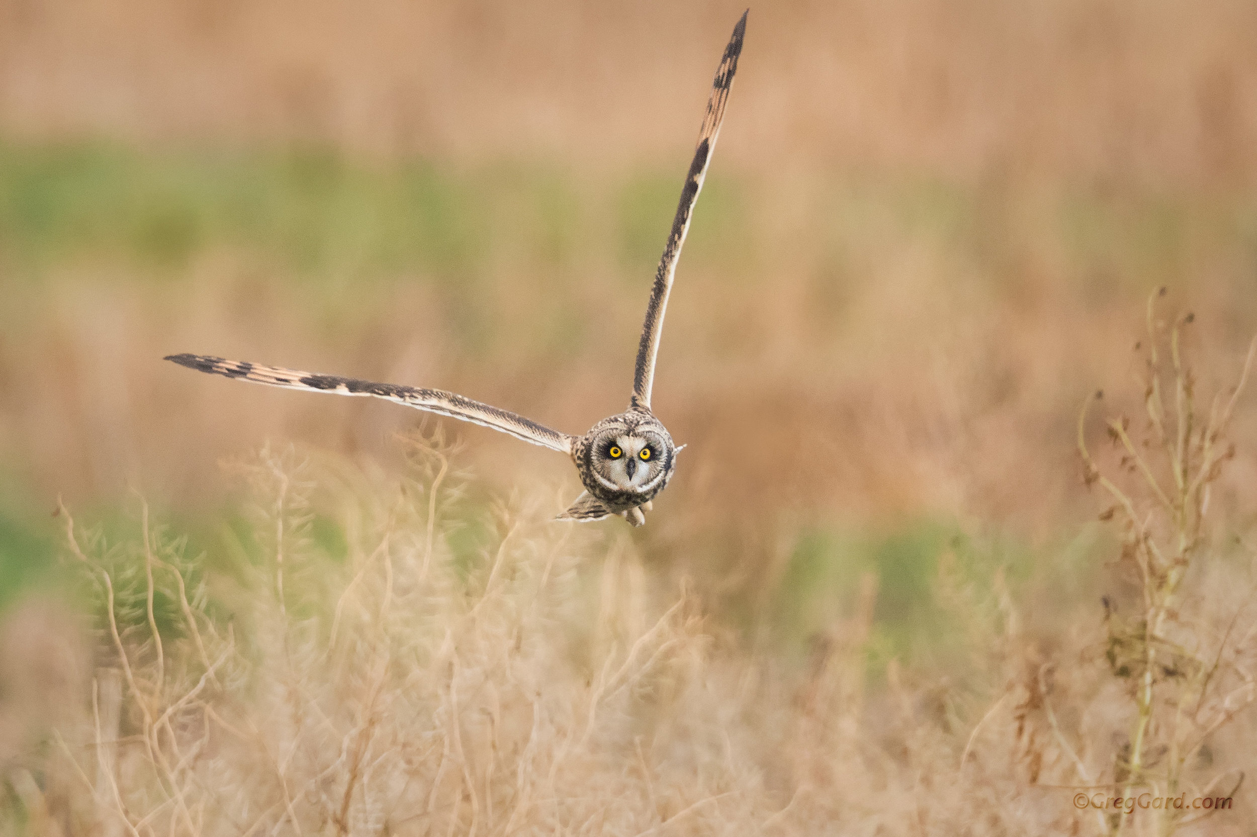 Short-eared Owls in-flight - slow motion video